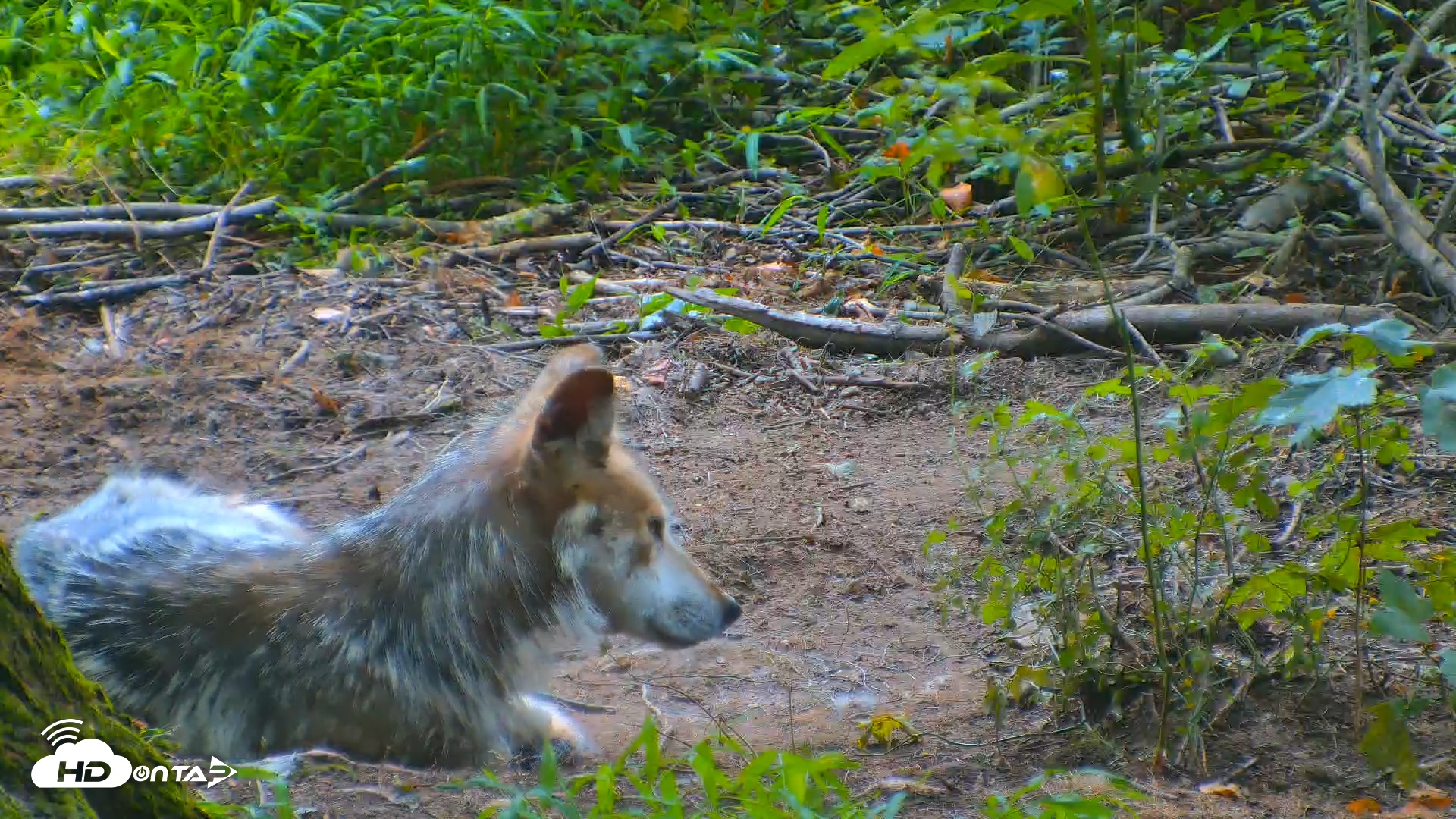 Snapshot of Red Wolves Live Webcam at the Wolf Conservation Center taken Jul 27, 2025, 2:42pm EDT
