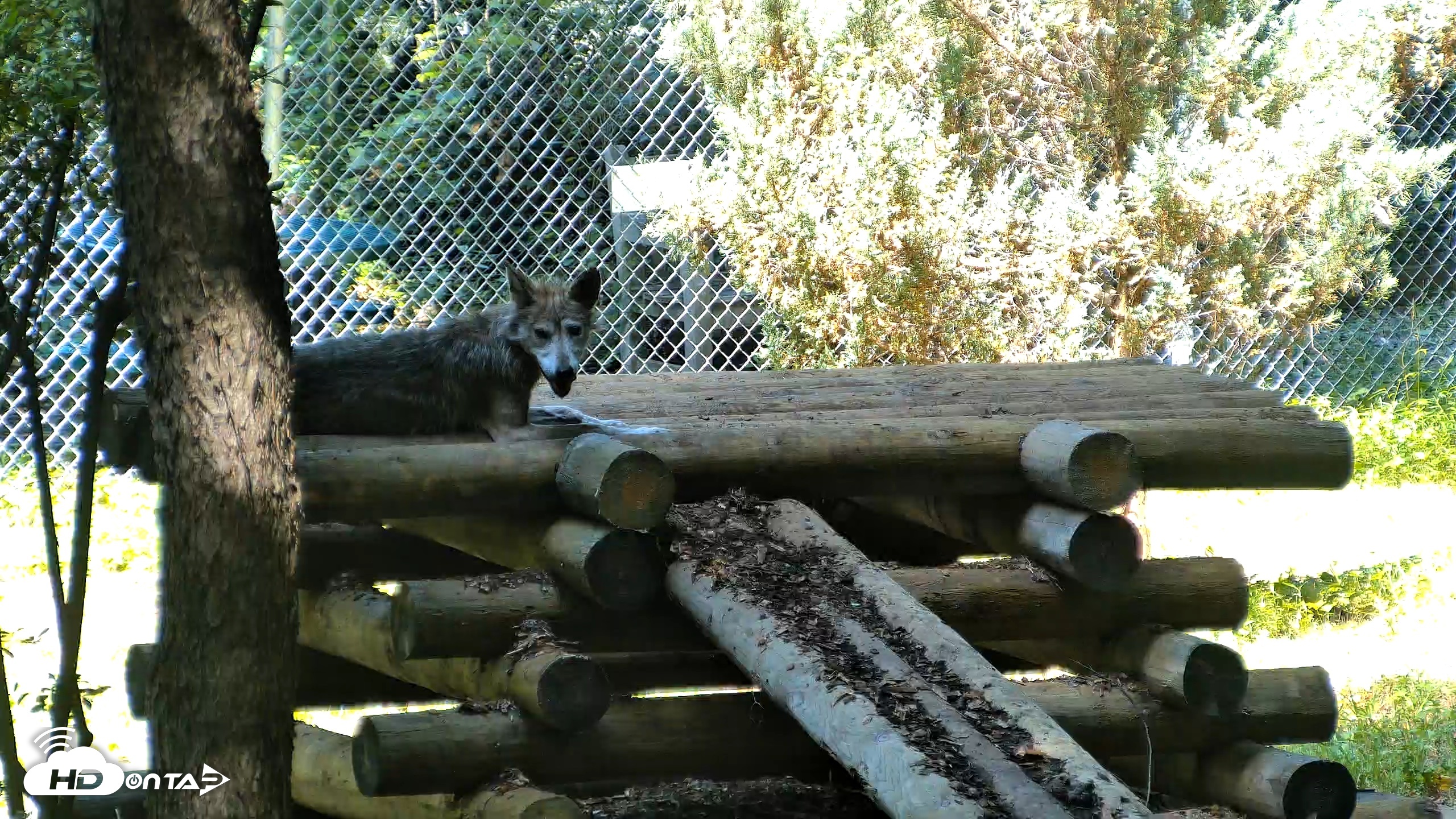 Snapshot of Red Wolves Live Webcam at the Wolf Conservation Center taken Aug 7, 2026, 11:36am EDT