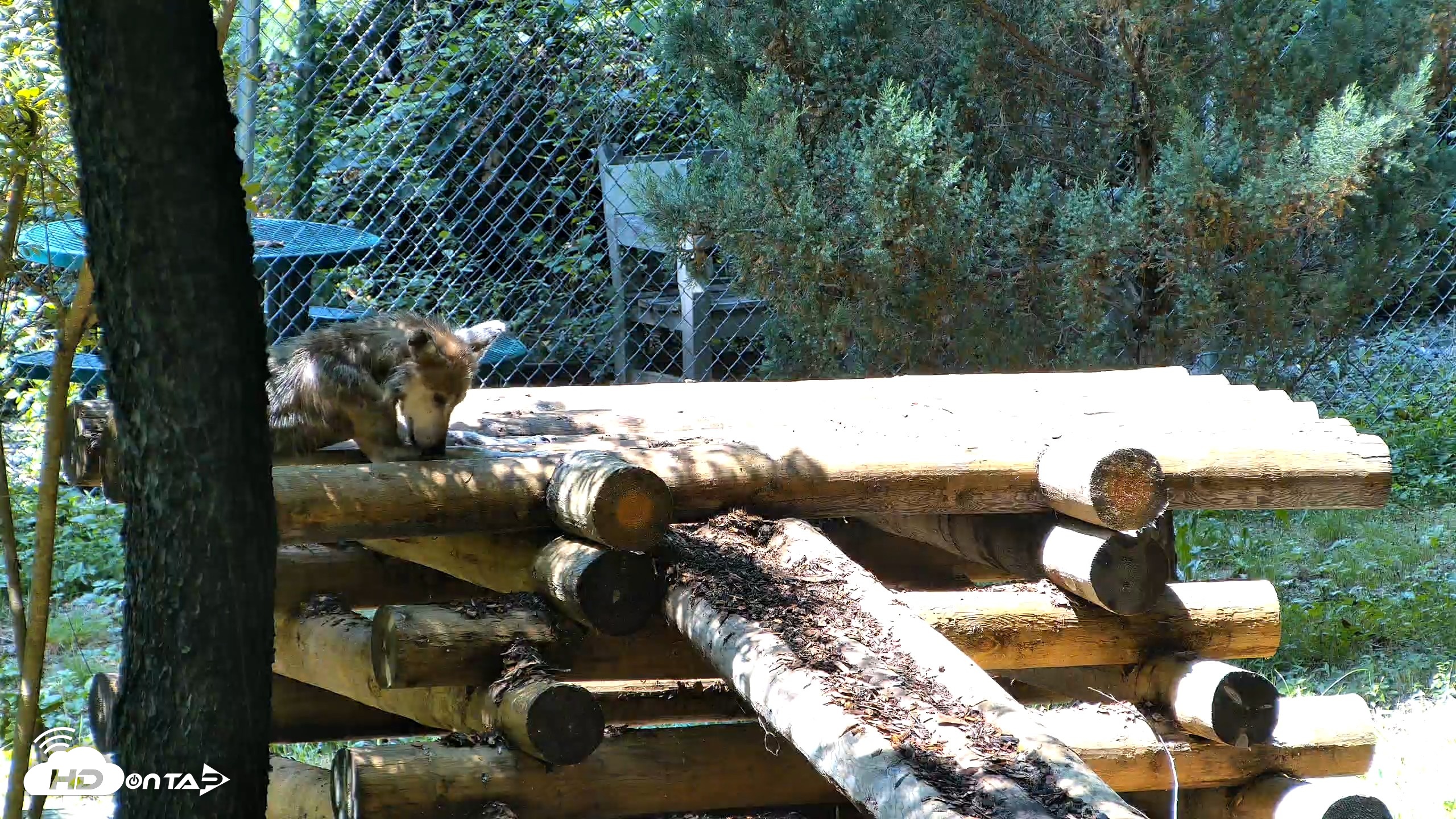 Snapshot of Red Wolves Live Webcam at the Wolf Conservation Center taken Aug 6, 2026, 1:26pm EDT