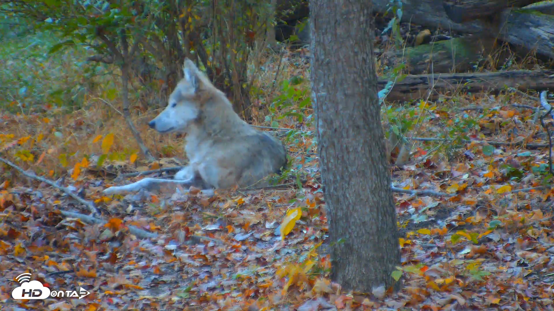 Snapshot of Red Wolves Live Webcam at the Wolf Conservation Center taken Oct 21, 2025, 7:12am EDT