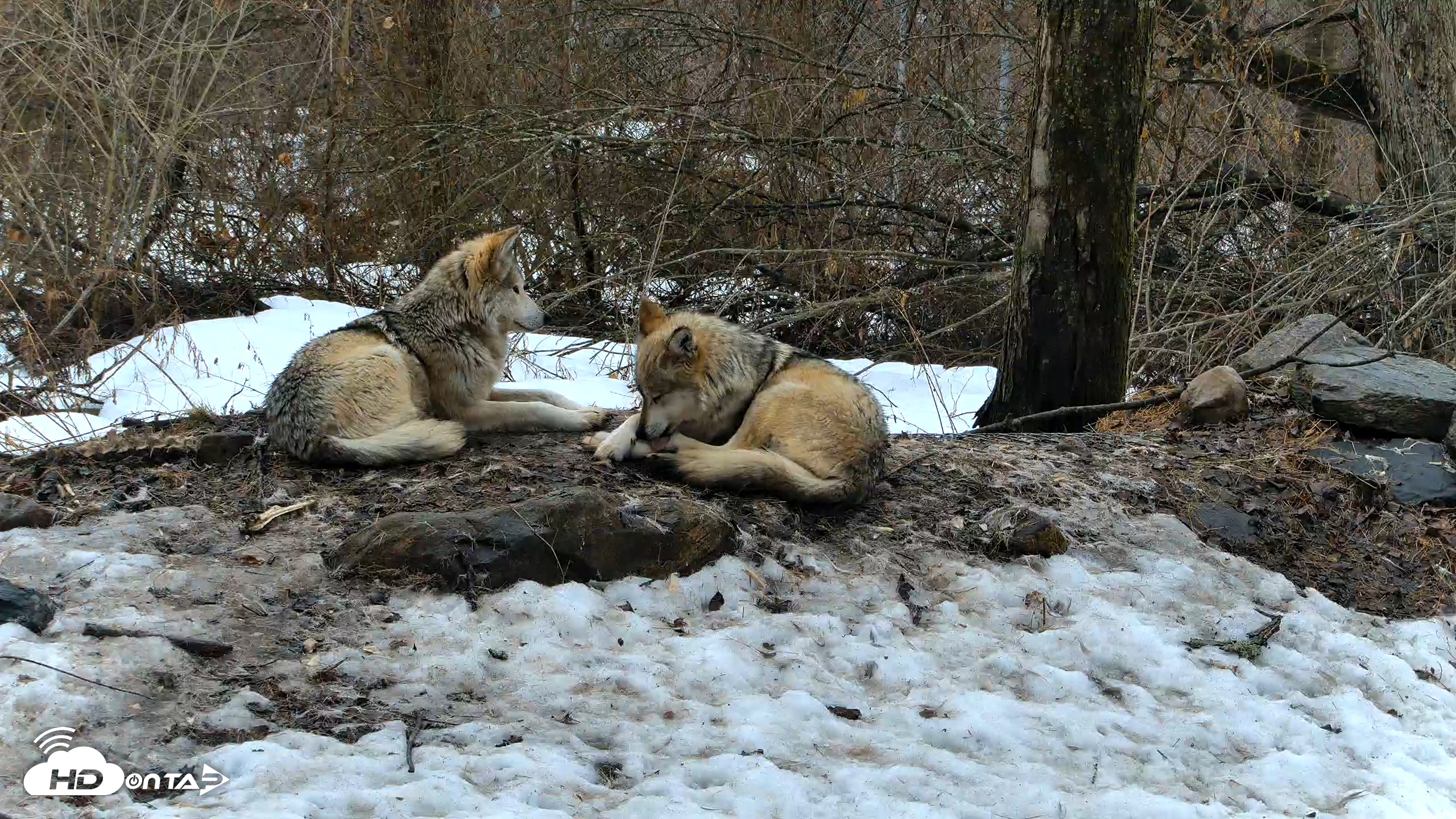 Snapshot of Red Wolves Live Webcam at the Wolf Conservation Center taken Mar 7, 2026, 10:48am EST