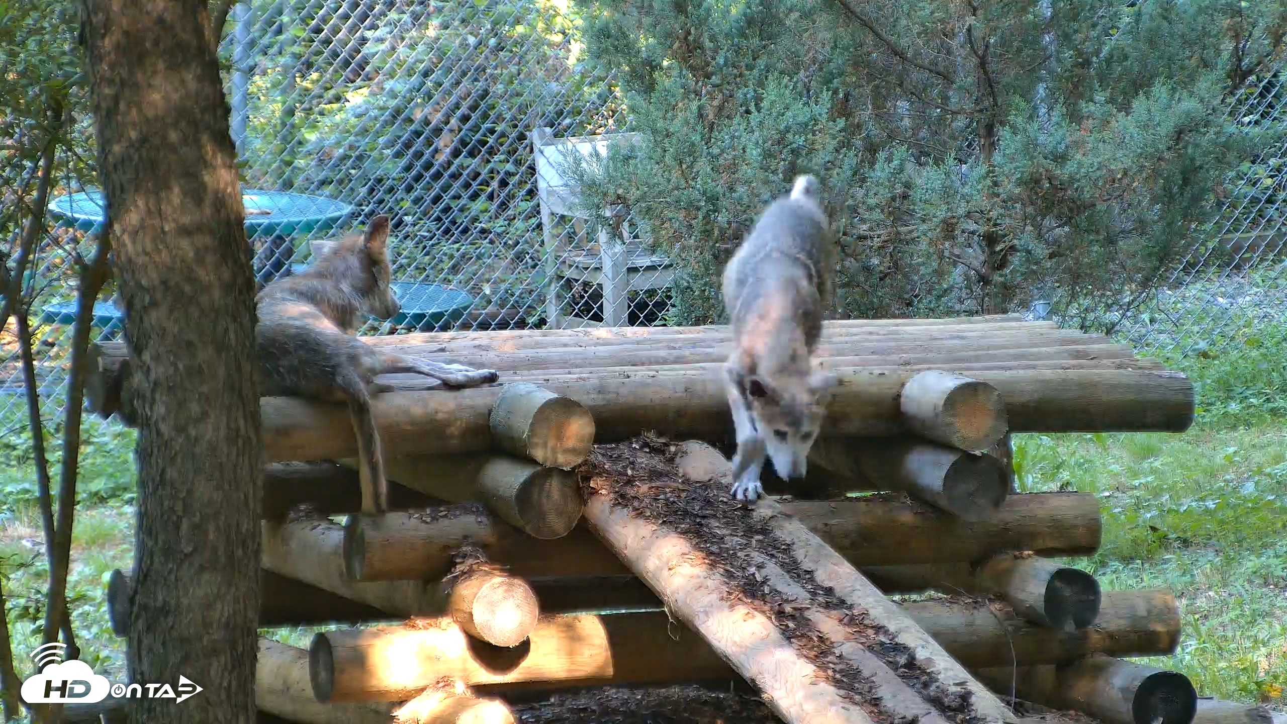 Snapshot of Red Wolves Live Webcam at the Wolf Conservation Center taken Aug 7, 2026, 9:54am EDT