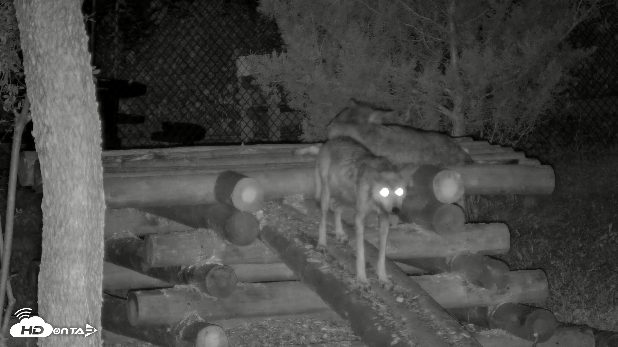Snapshot of Red Wolves Live Webcam at the Wolf Conservation Center taken Aug 11, 2026, 8:42pm EDT