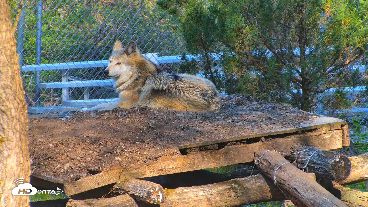 Snapshot of Wolf Center - Exhibit Red Wolves taken Apr 24, 2025, 9:28am EDT