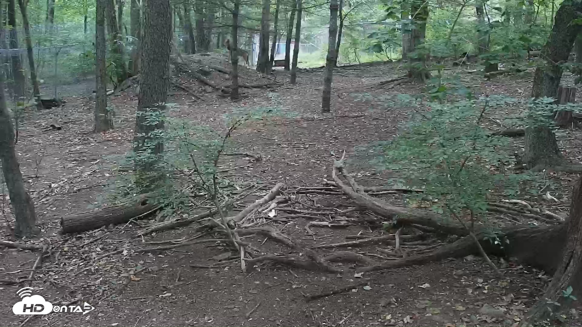Snapshot of Red Wolves Live Webcam at the Wolf Conservation Center taken Sep 20, 2026, 8:31am EDT