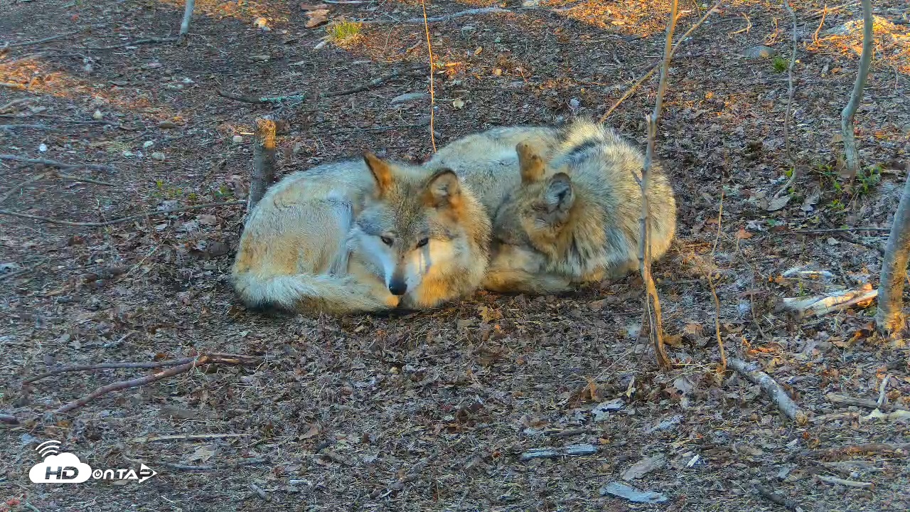 Snapshot of Wolf Center - Exhibit Red Wolves taken Apr 17, 2025, 7:31am EDT