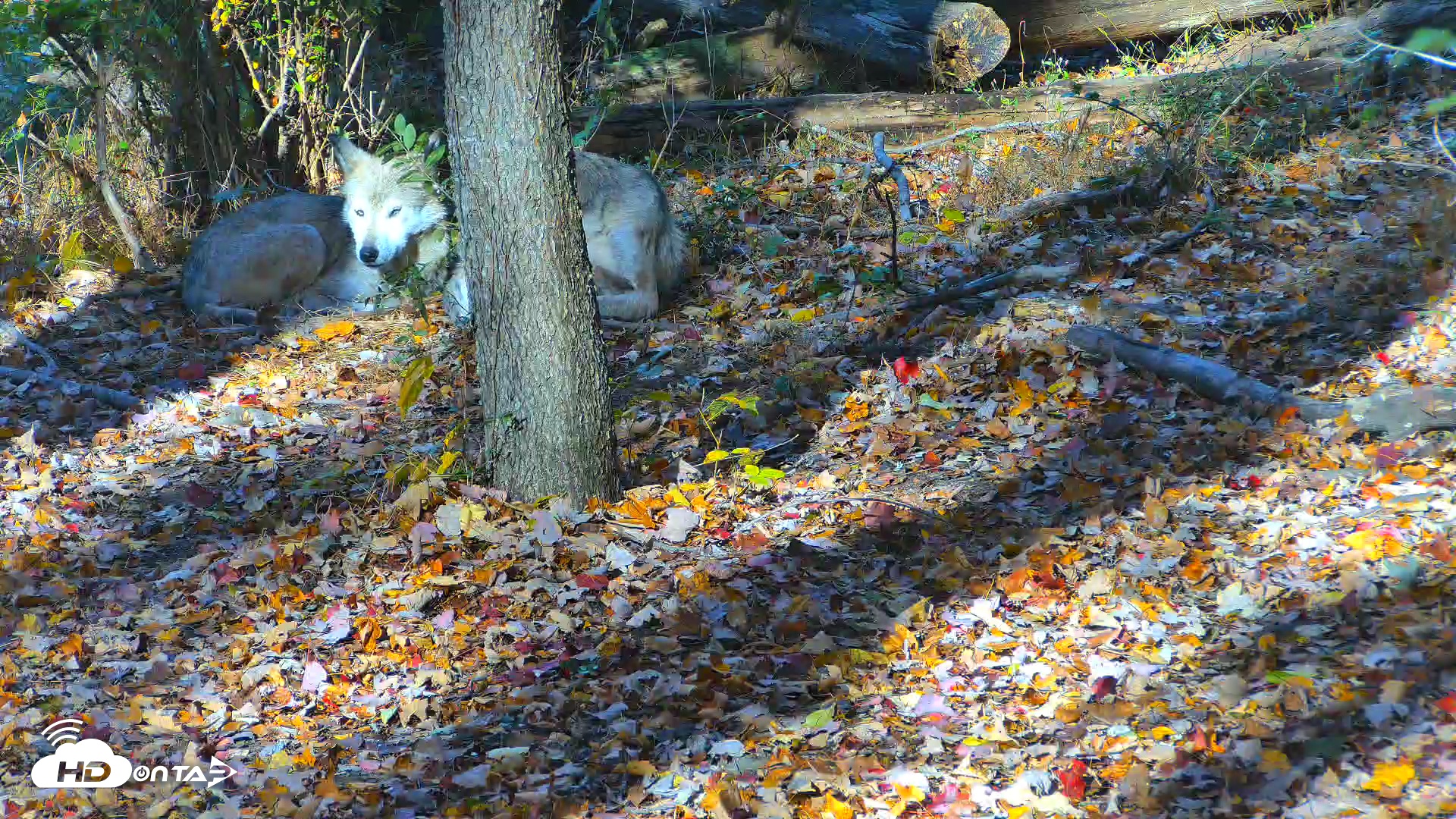 Snapshot of Red Wolves Live Webcam at the Wolf Conservation Center taken Oct 21, 2025, 9:54am EDT