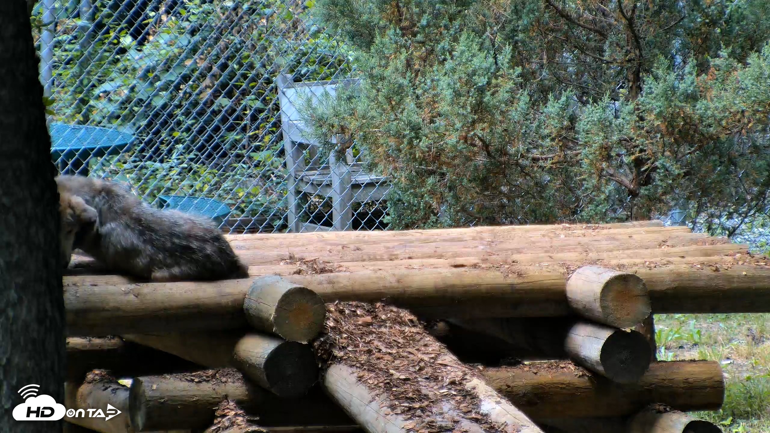 Snapshot of Red Wolves Live Webcam at the Wolf Conservation Center taken Jul 27, 2026, 12:49pm EDT