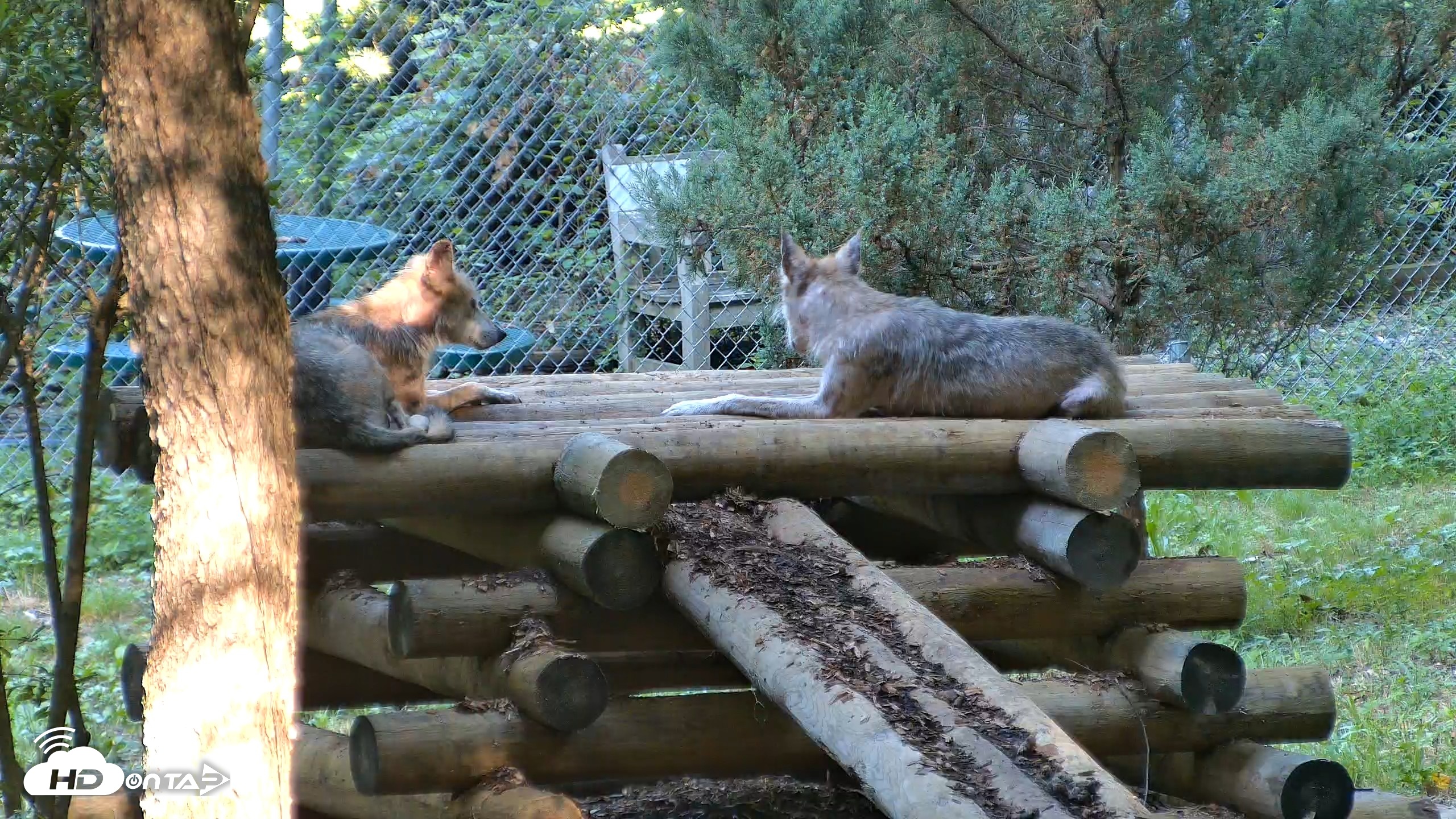 Snapshot of Red Wolves Live Webcam at the Wolf Conservation Center taken Aug 7, 2026, 9:38am EDT