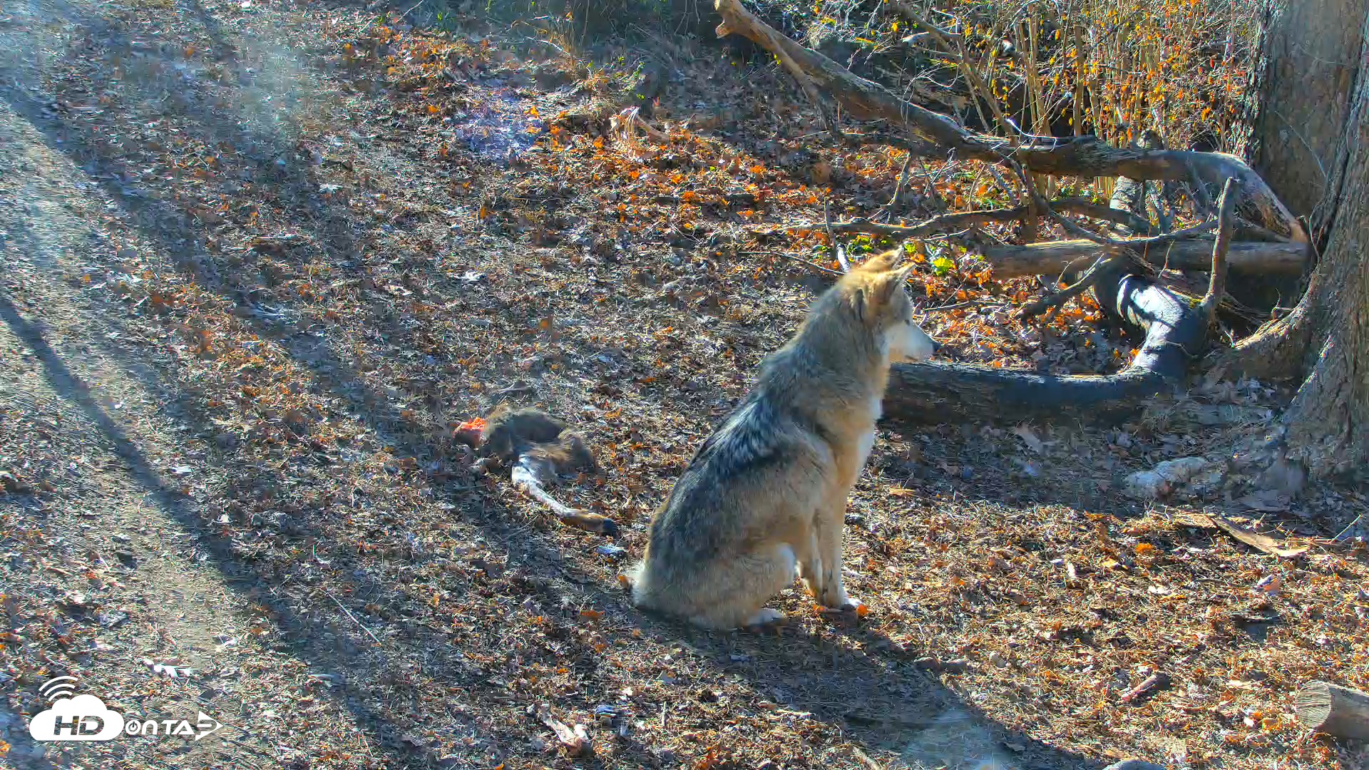 Snapshot of Red Wolves Live Webcam at the Wolf Conservation Center taken Dec 9, 2025, 10:17am EST