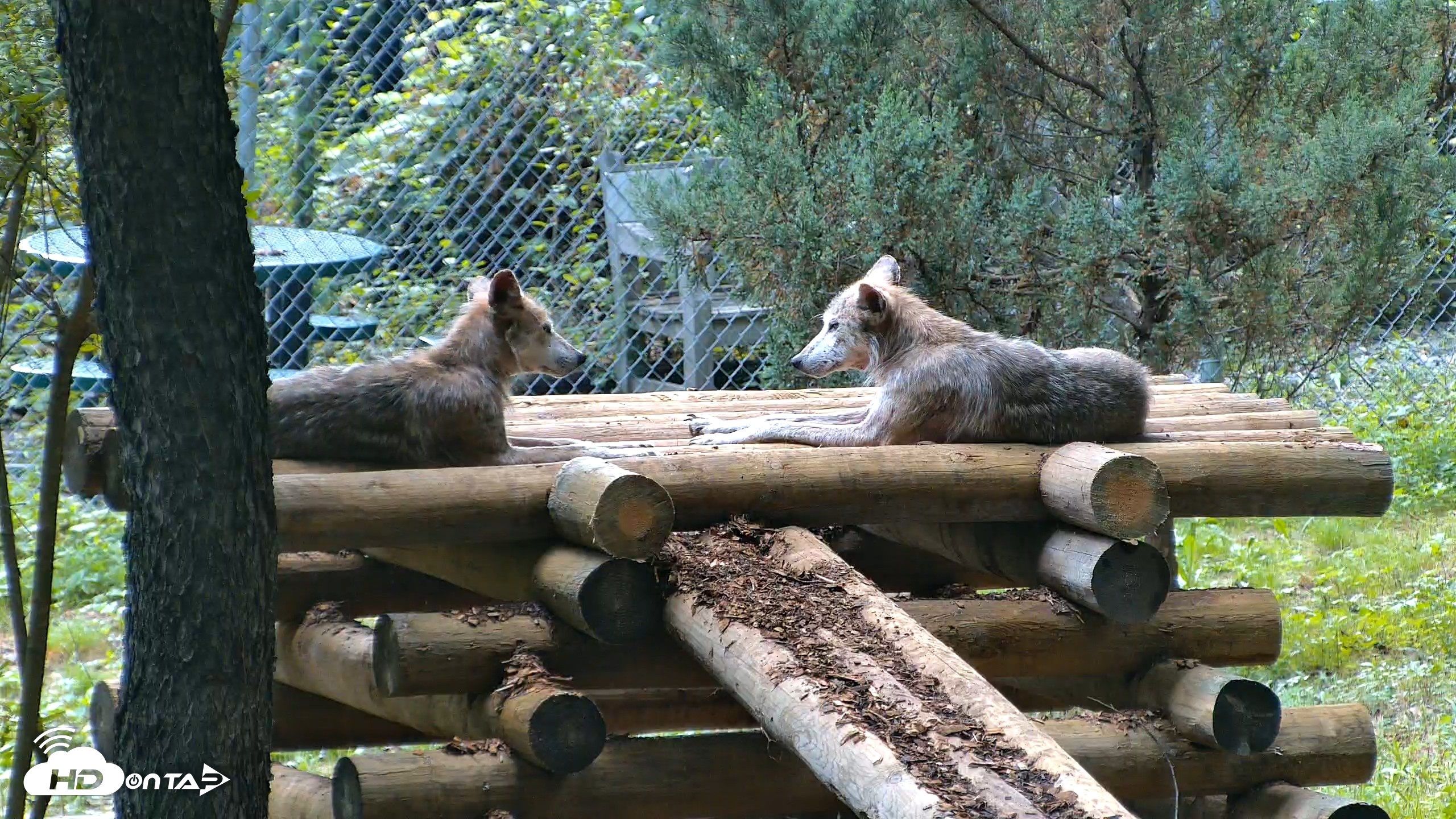 Snapshot of Red Wolves Live Webcam at the Wolf Conservation Center taken Aug 6, 2026, 5:39pm EDT