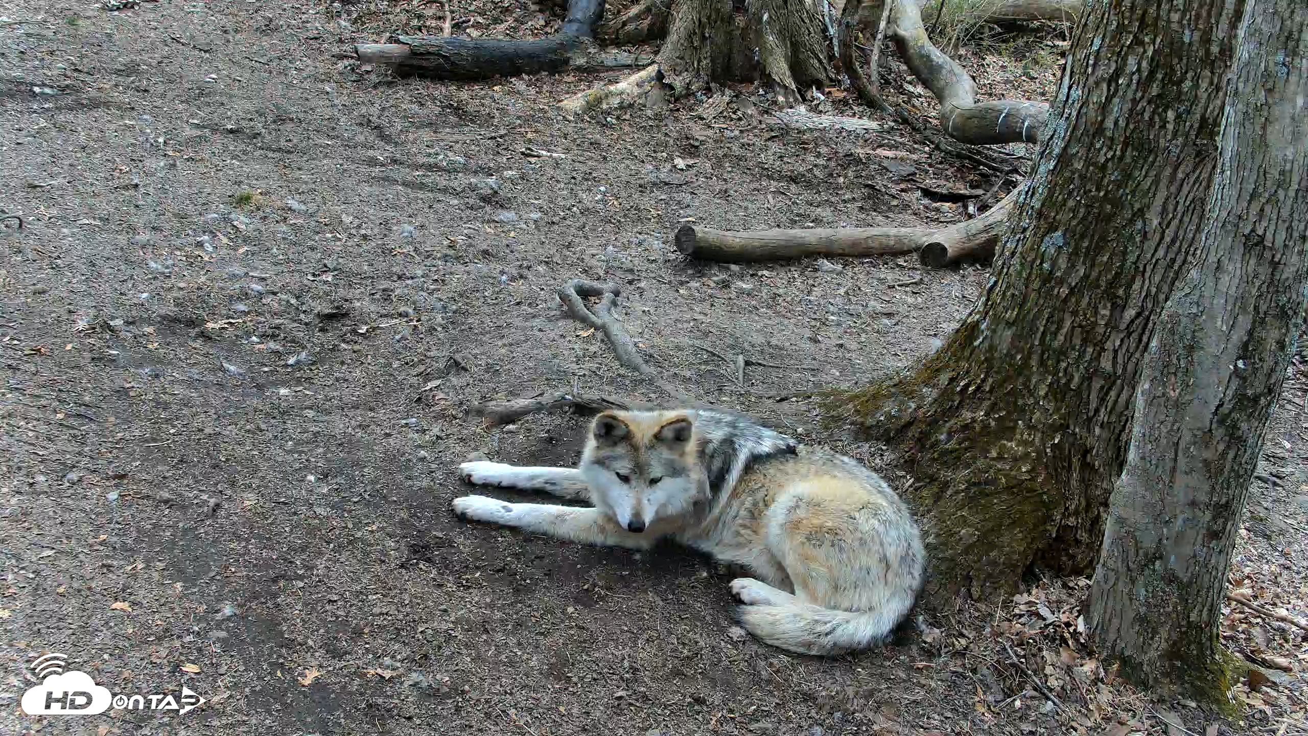 Snapshot of Red Wolves Live Webcam at the Wolf Conservation Center taken Apr 1, 2026, 3:44pm EDT