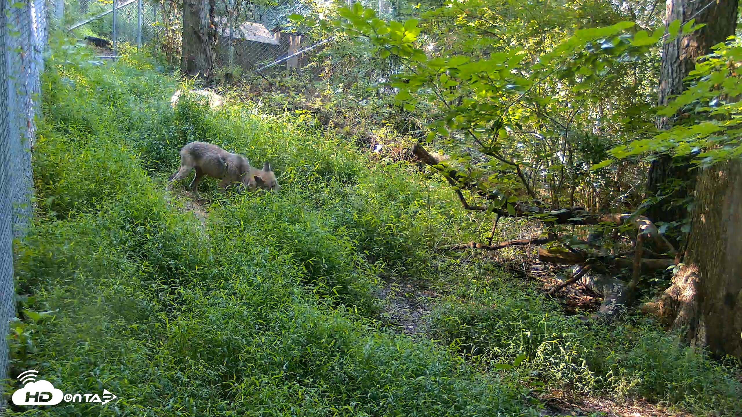 Snapshot of Red Wolves Live Webcam at the Wolf Conservation Center taken Aug 7, 2026, 9:21am EDT