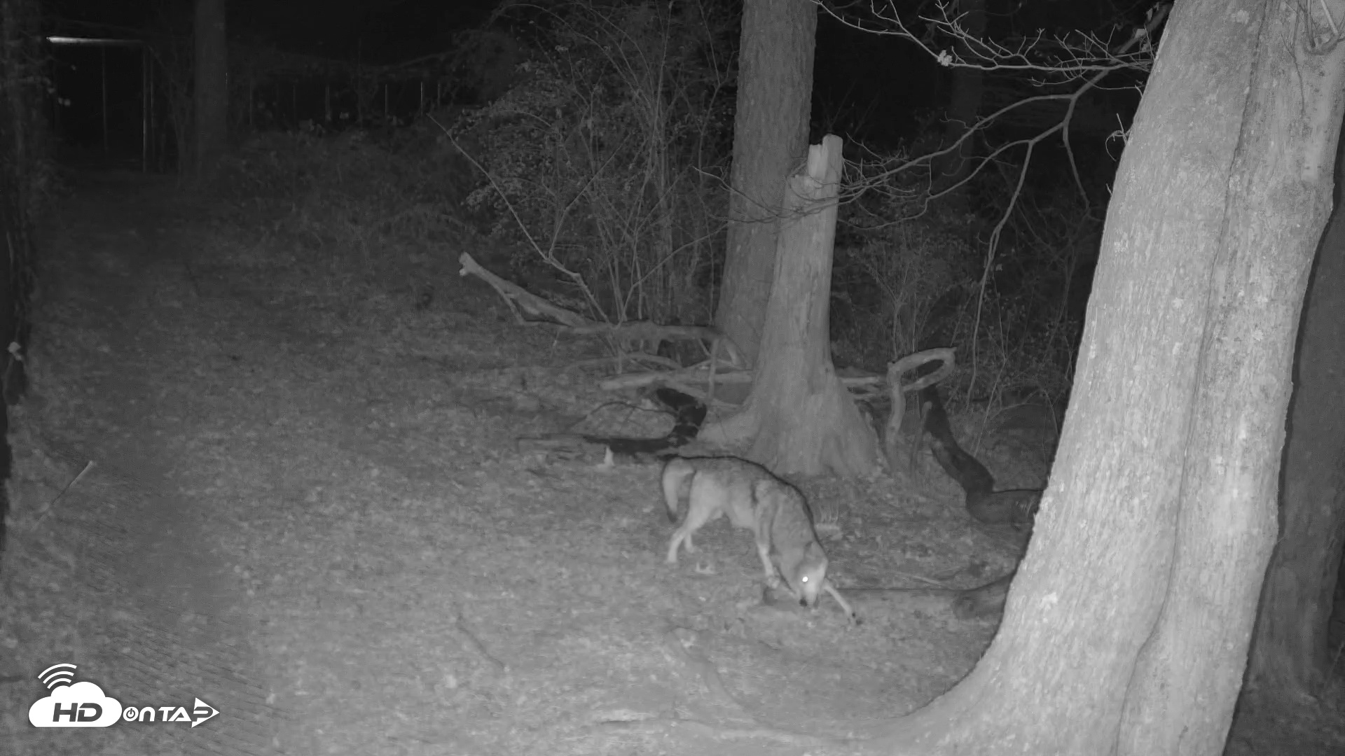 Snapshot of Red Wolves Live Webcam at the Wolf Conservation Center taken Dec 6, 2025, 12:54am EST