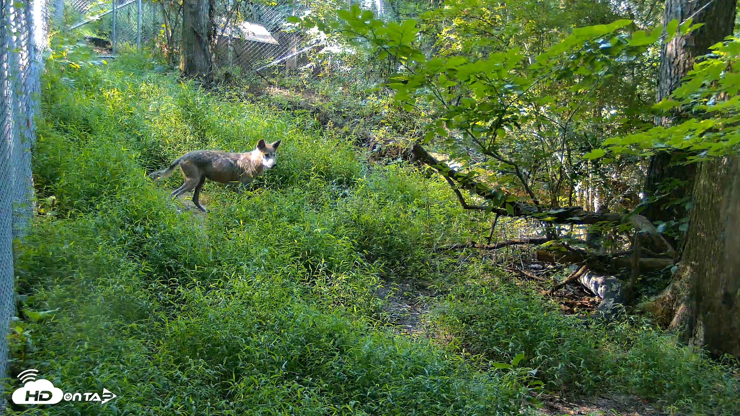 Snapshot of Red Wolves Live Webcam at the Wolf Conservation Center taken Aug 7, 2026, 9:28am EDT