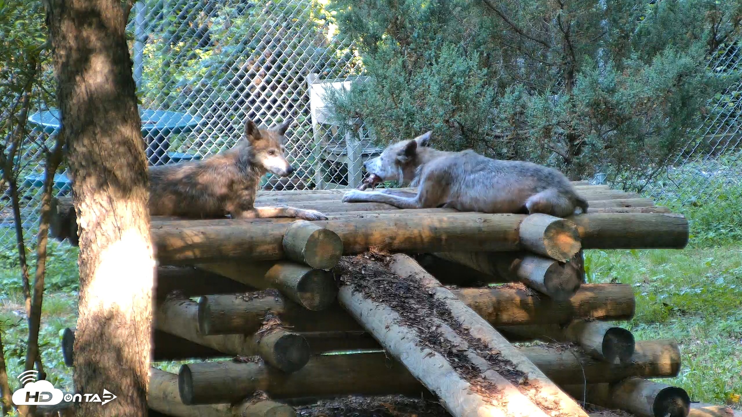 Snapshot of Red Wolves Live Webcam at the Wolf Conservation Center taken Aug 7, 2026, 10:02am EDT