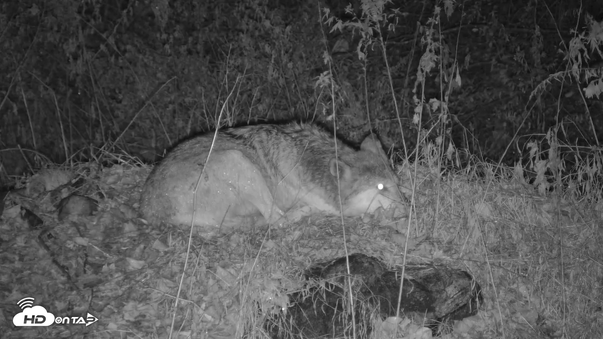 Snapshot of Red Wolves Live Webcam at the Wolf Conservation Center taken Nov 25, 2025, 5:09pm EST