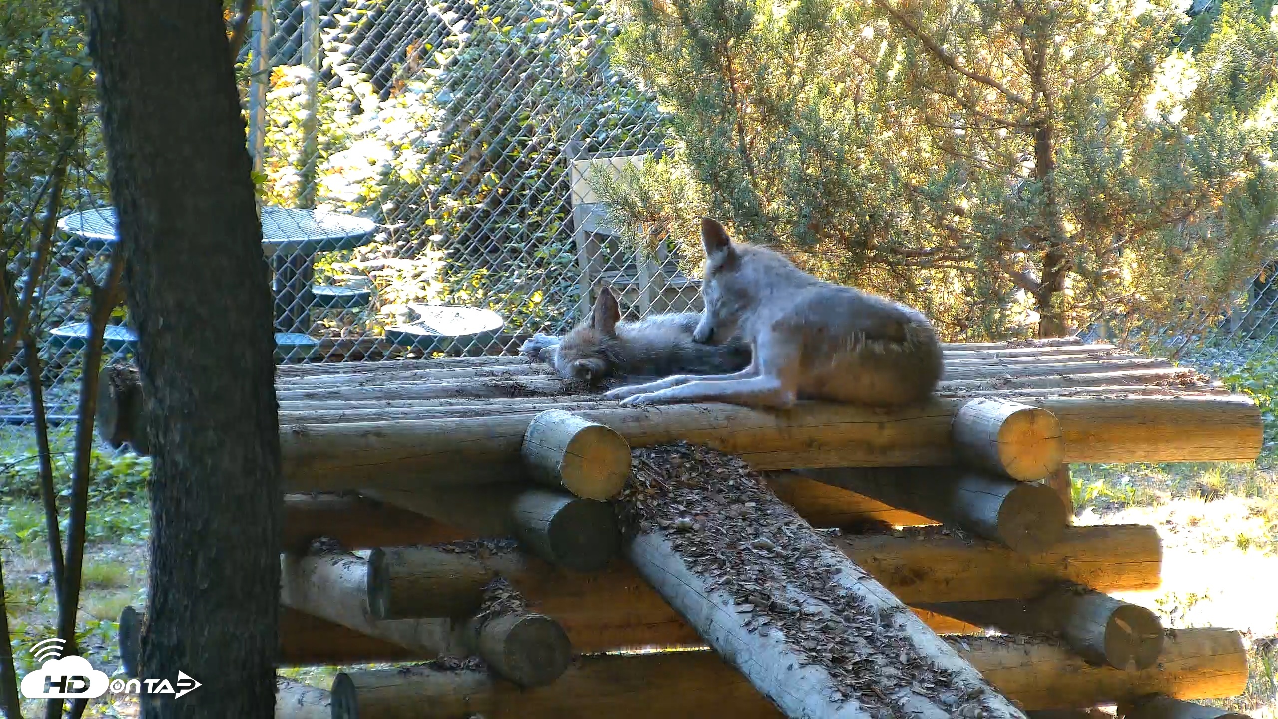 Snapshot of Red Wolves Live Webcam at the Wolf Conservation Center taken Jul 25, 2026, 6:49pm EDT
