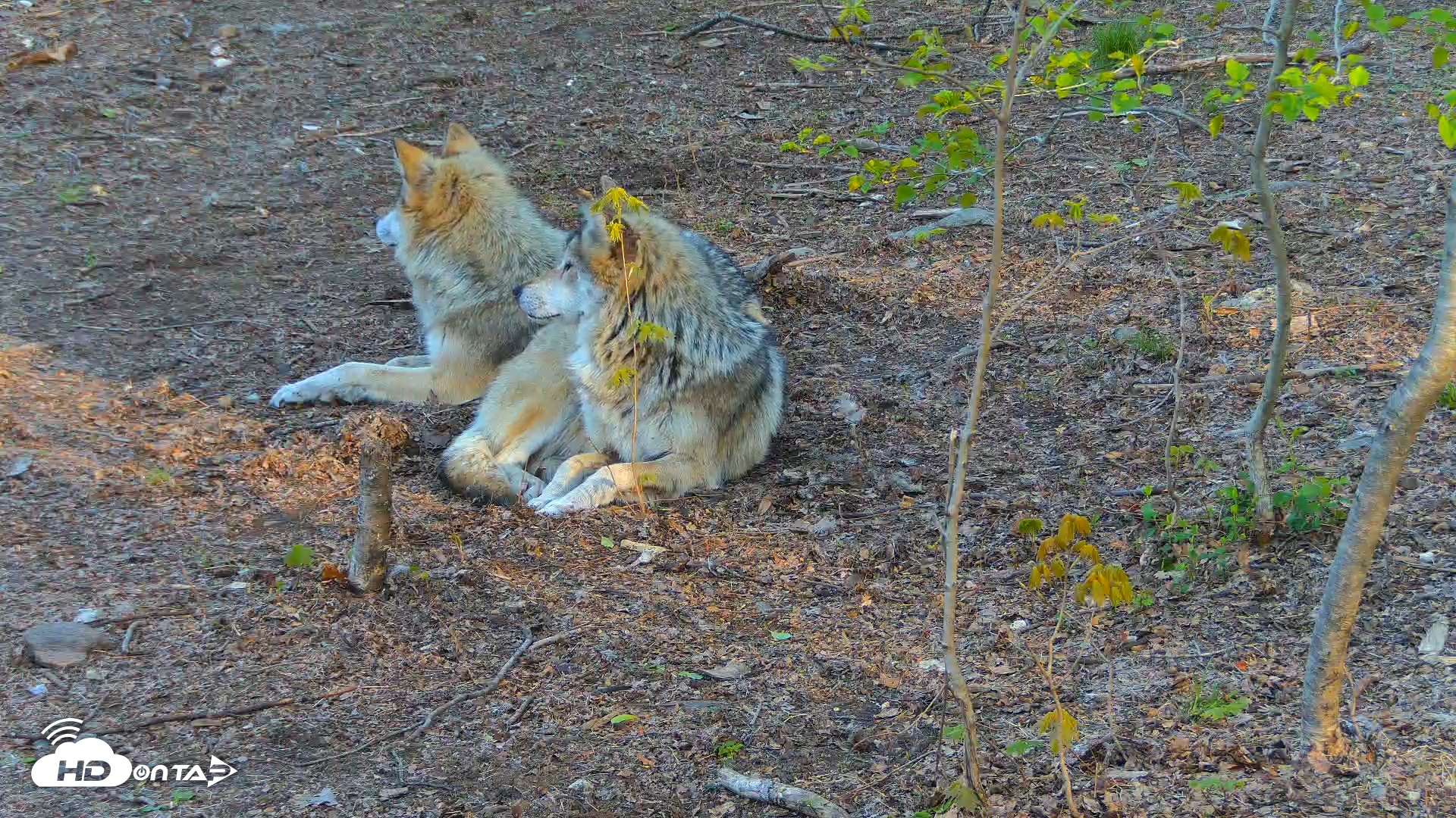 Snapshot of Wolf Center - Exhibit Red Wolves taken Apr 29, 2025, 7:48am EDT