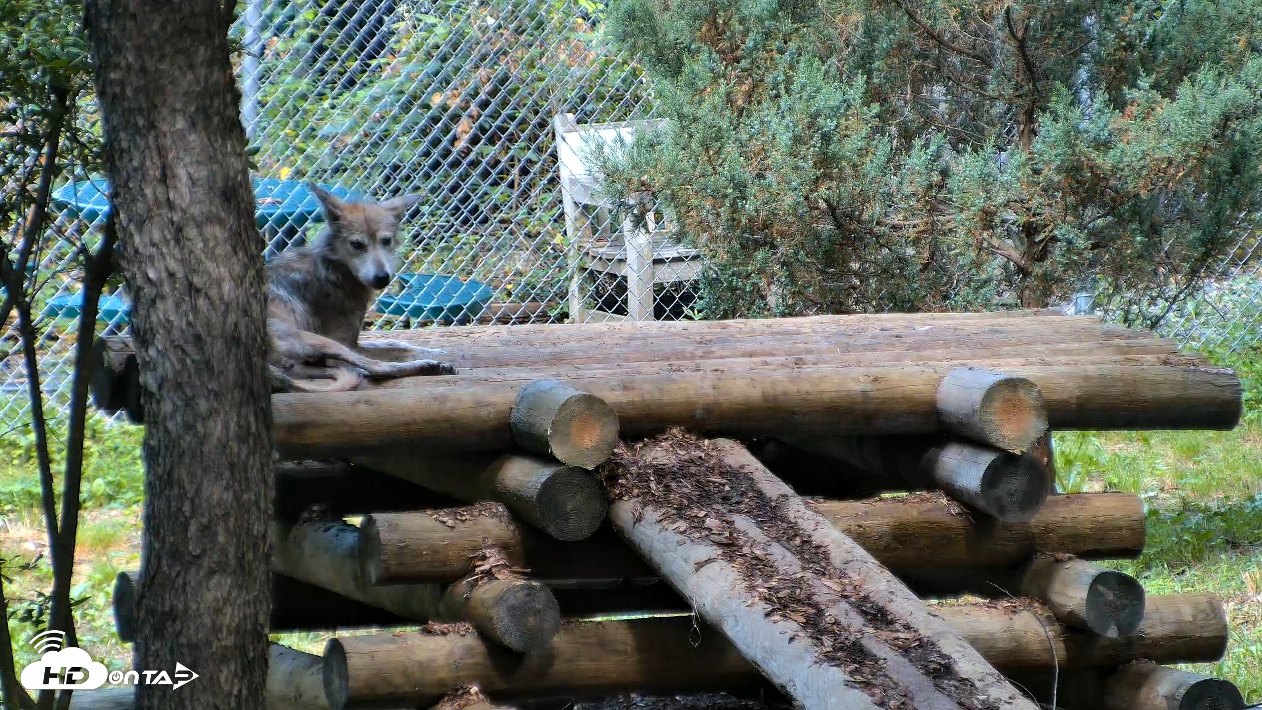 Snapshot of Red Wolves Live Webcam at the Wolf Conservation Center taken Aug 5, 2026, 10:15am EDT