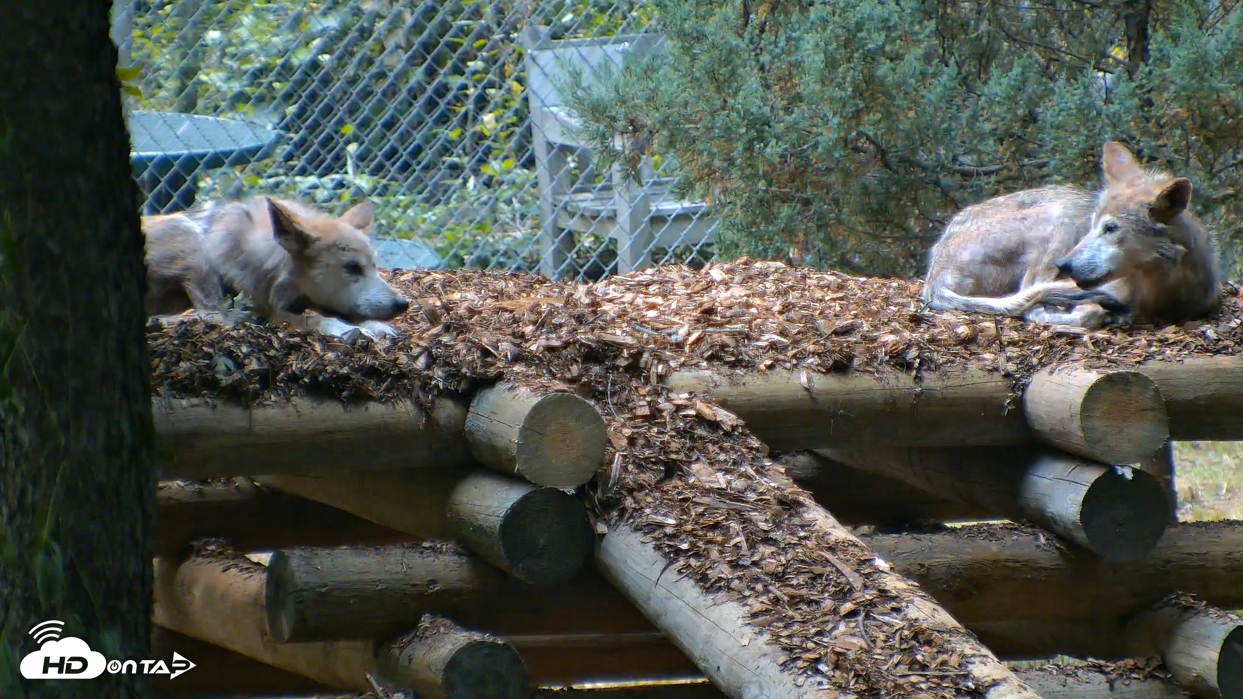Snapshot of Red Wolves Live Webcam at the Wolf Conservation Center taken Jul 16, 2026, 7:14pm EDT