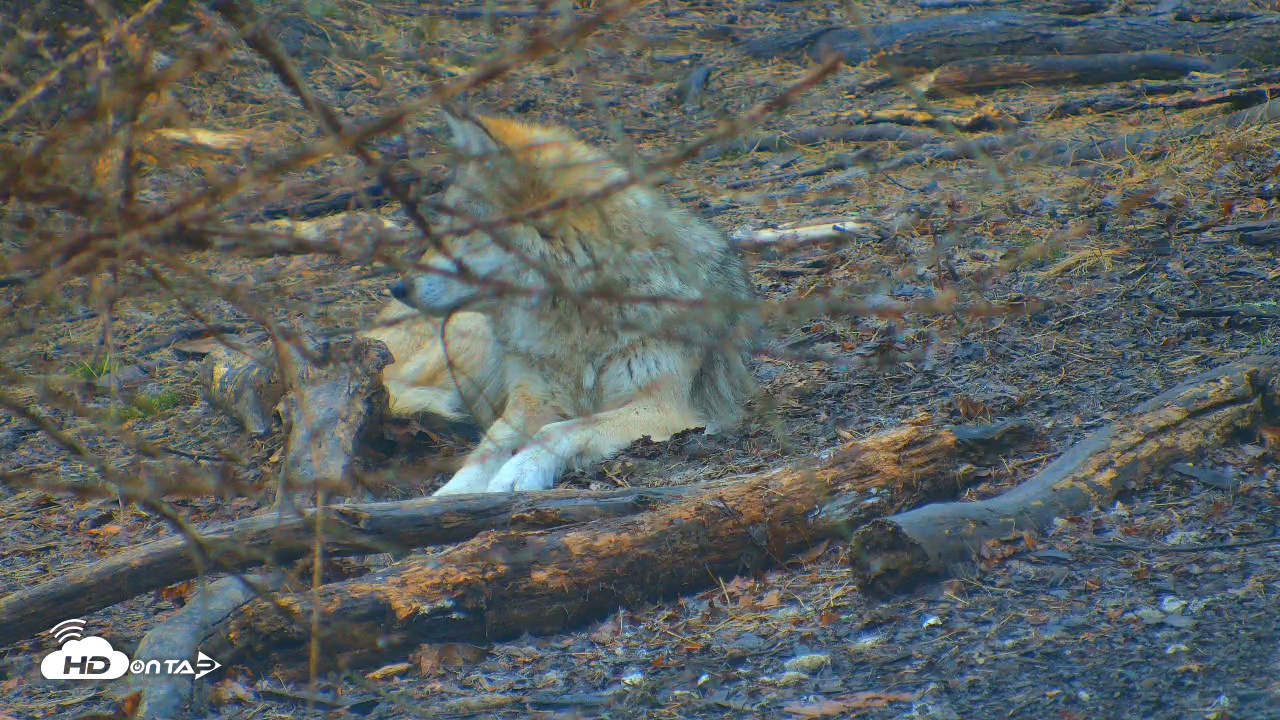 Snapshot of Wolf Center - Exhibit Red Wolves taken Apr 3, 2025, 8:05am EDT