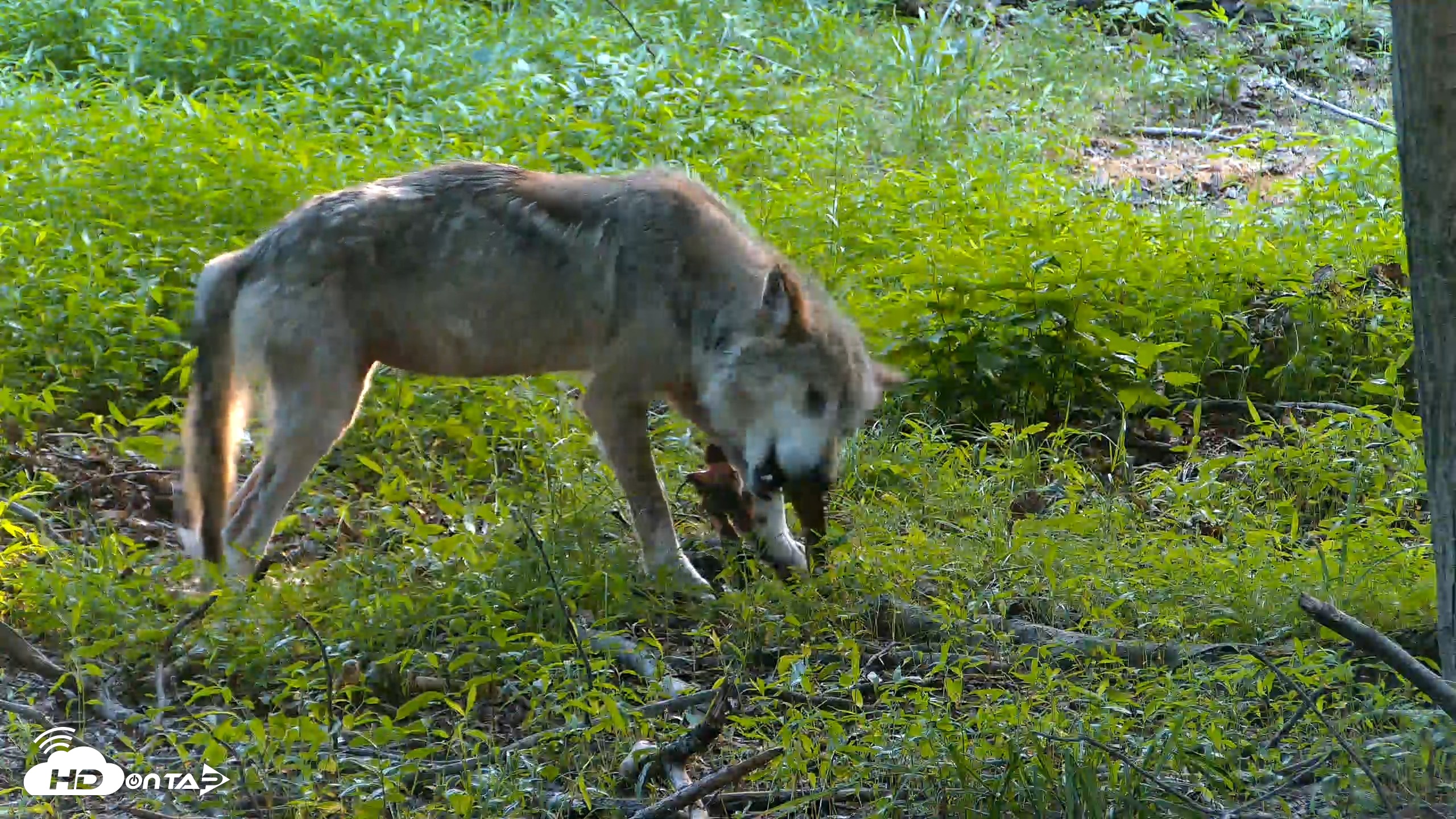 Snapshot of Red Wolves Live Webcam at the Wolf Conservation Center taken Jun 17, 2026, 7:10pm EDT