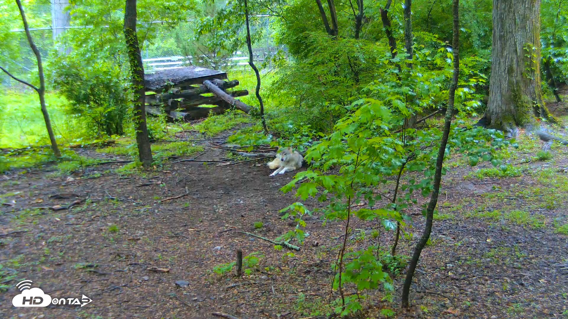 Snapshot of Wolf Center - Exhibit Red Wolves taken May 15, 2025, 8:34am EDT