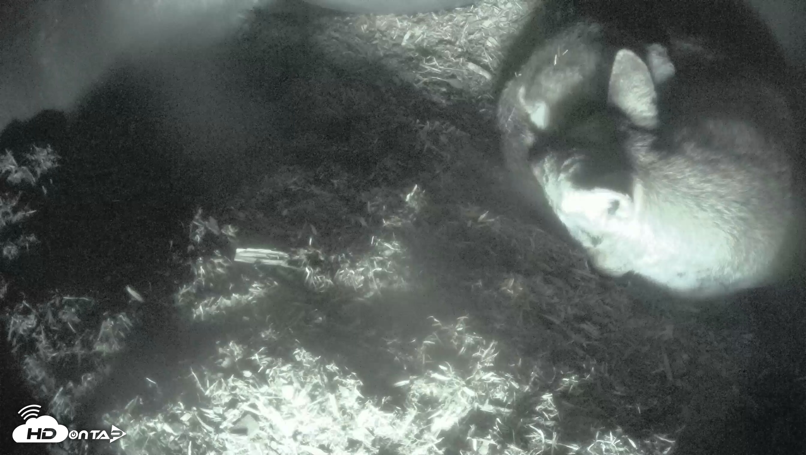 Snapshot of Red Wolves Live Webcam at the Wolf Conservation Center taken Nov 16, 2025, 12:09pm EST