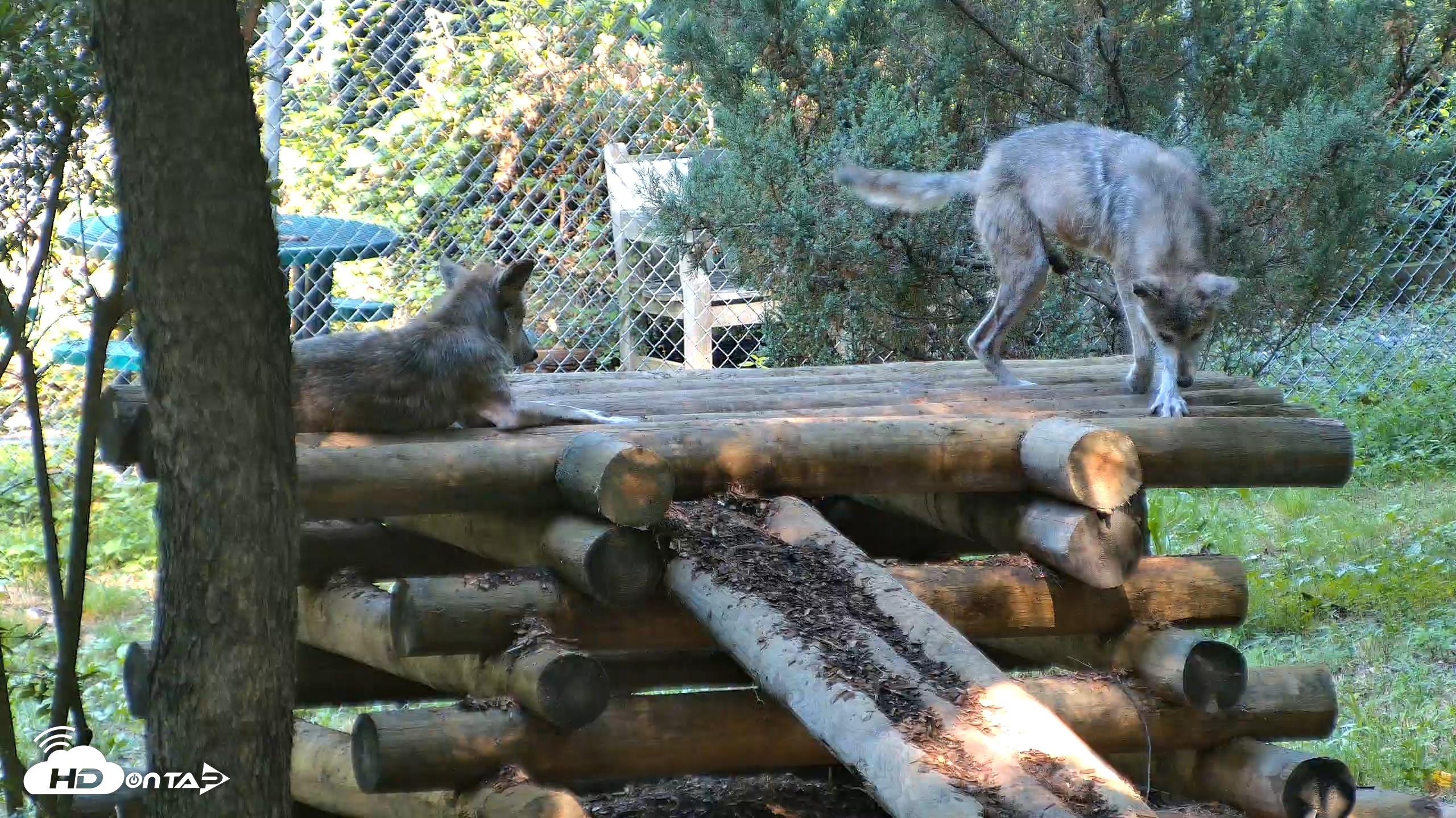Snapshot of Red Wolves Live Webcam at the Wolf Conservation Center taken Aug 7, 2026, 10:24am EDT