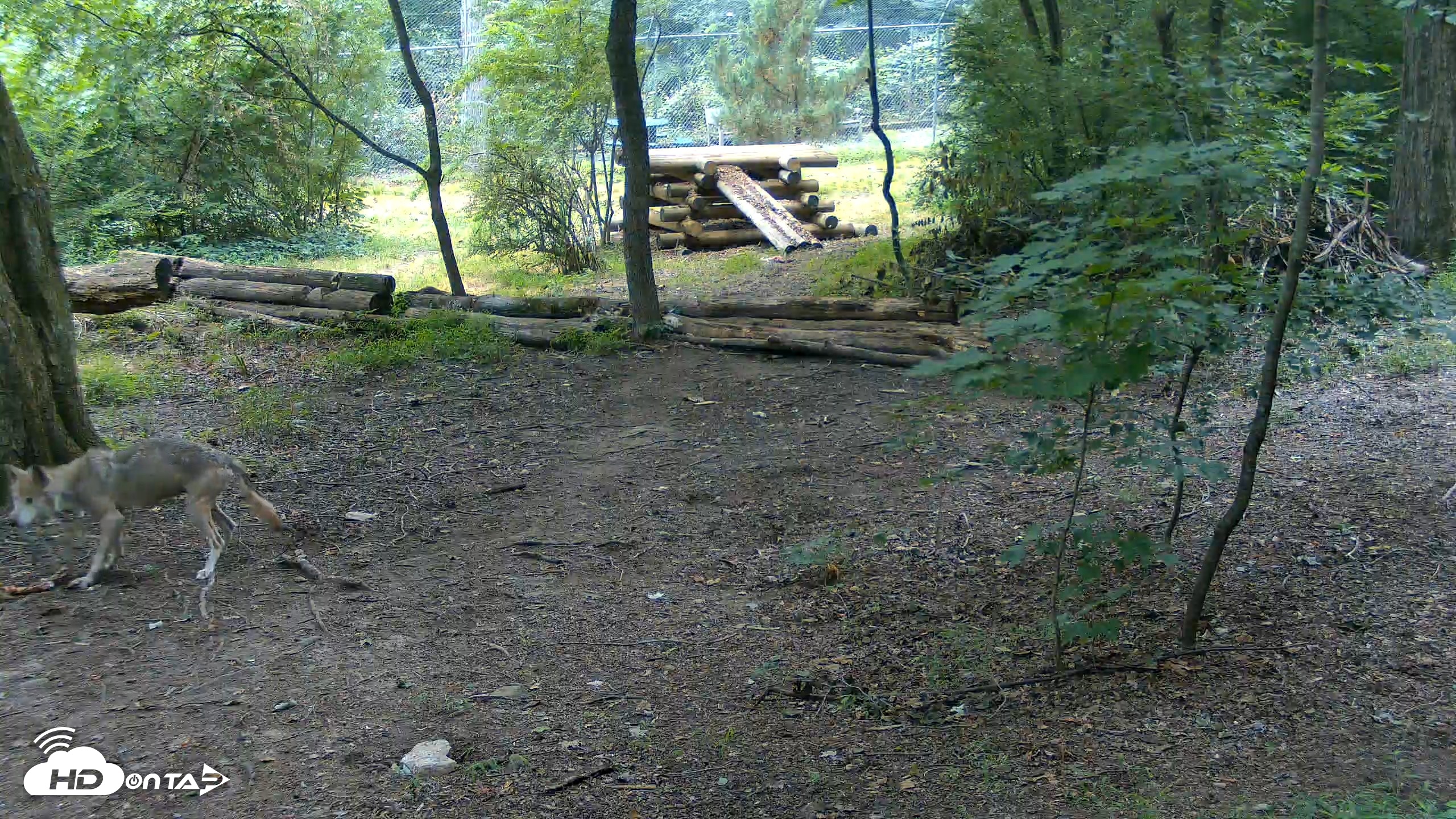 Snapshot of Red Wolves Live Webcam at the Wolf Conservation Center taken Jul 28, 2026, 9:37am EDT