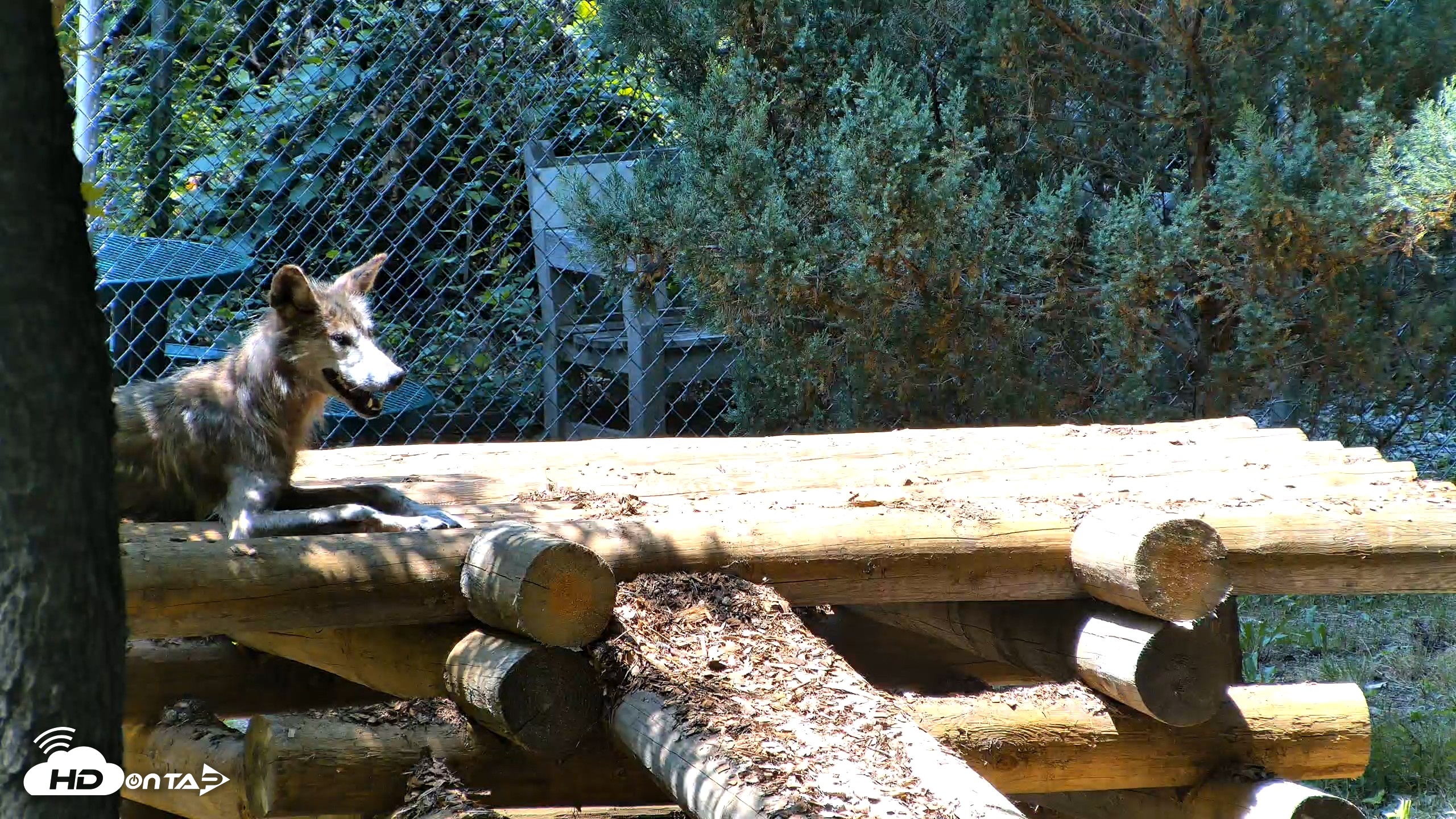 Snapshot of Red Wolves Live Webcam at the Wolf Conservation Center taken Jul 27, 2026, 1:27pm EDT