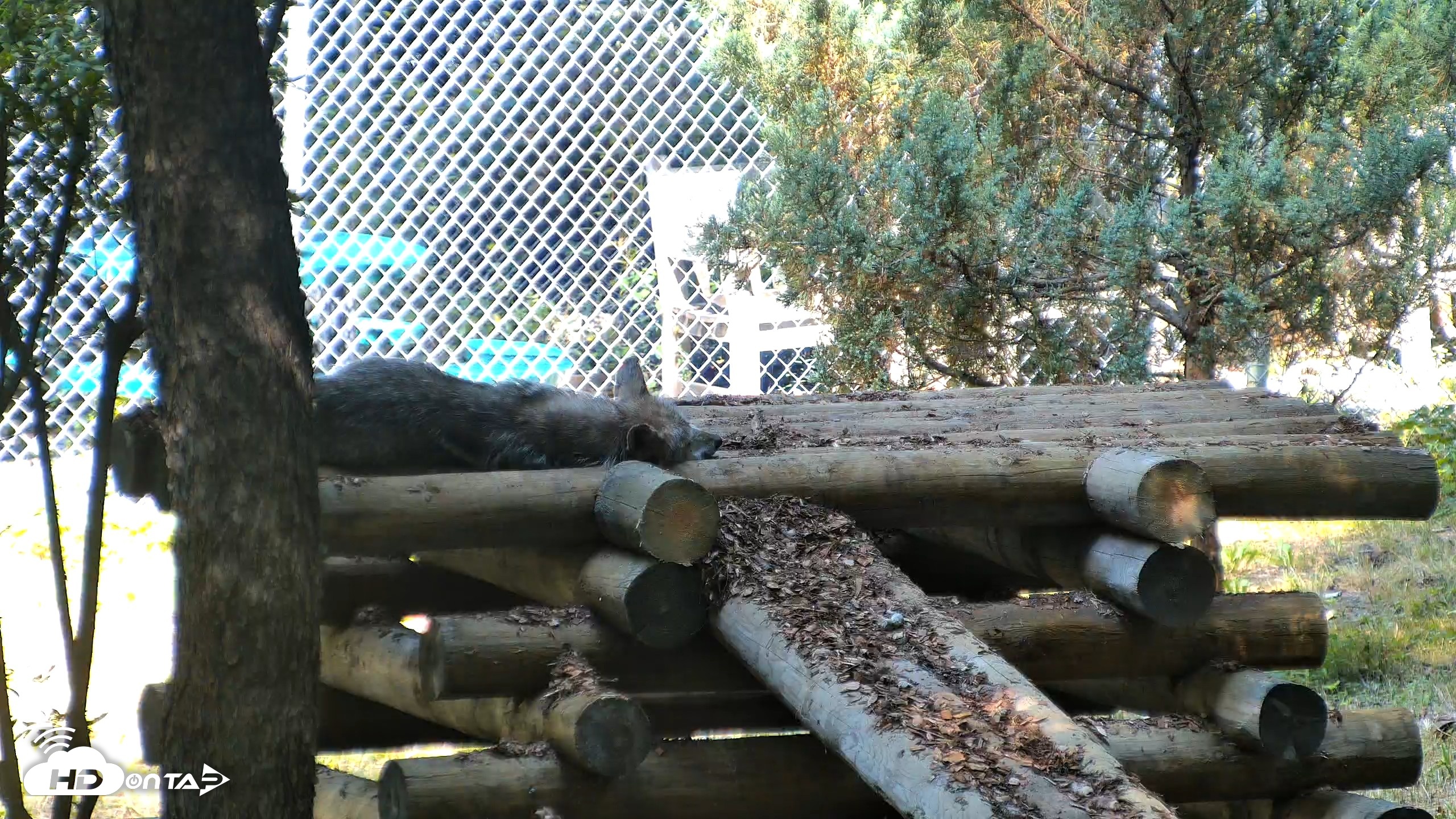 Snapshot of Red Wolves Live Webcam at the Wolf Conservation Center taken Jul 25, 2026, 11:03am EDT