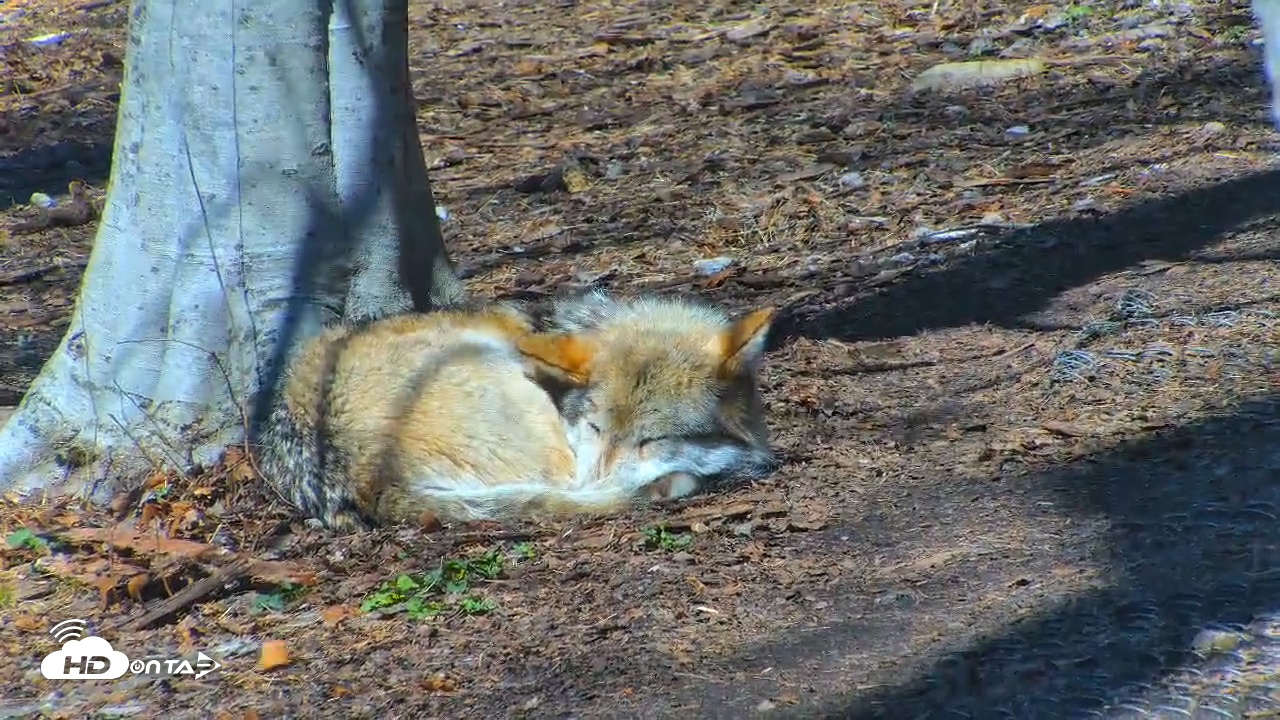 Snapshot of Wolf Center - Exhibit Red Wolves taken Apr 1, 2025, 1:21pm EDT
