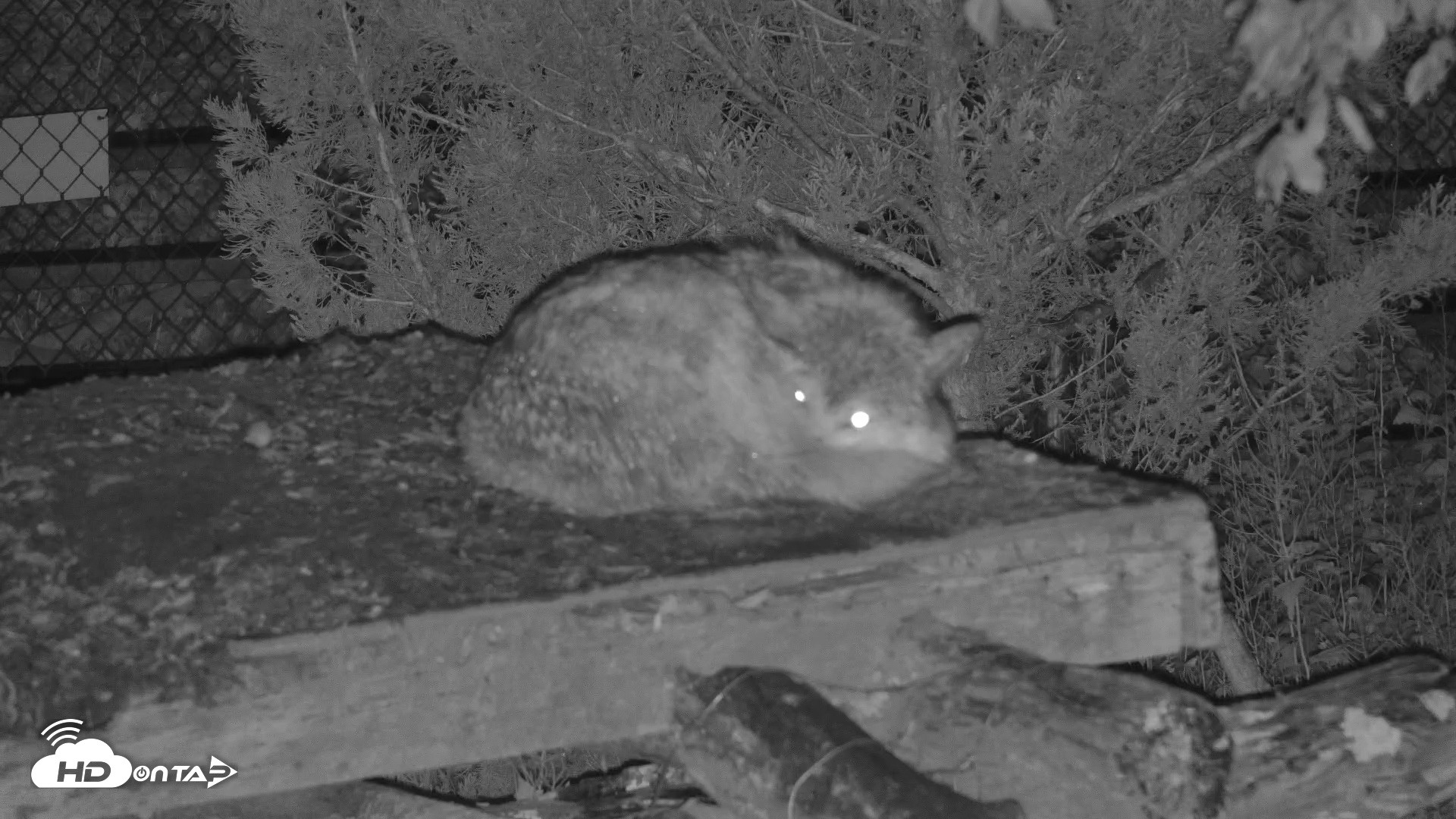 Snapshot of Wolf Center - Exhibit Red Wolves taken May 21, 2025, 8:54pm EDT