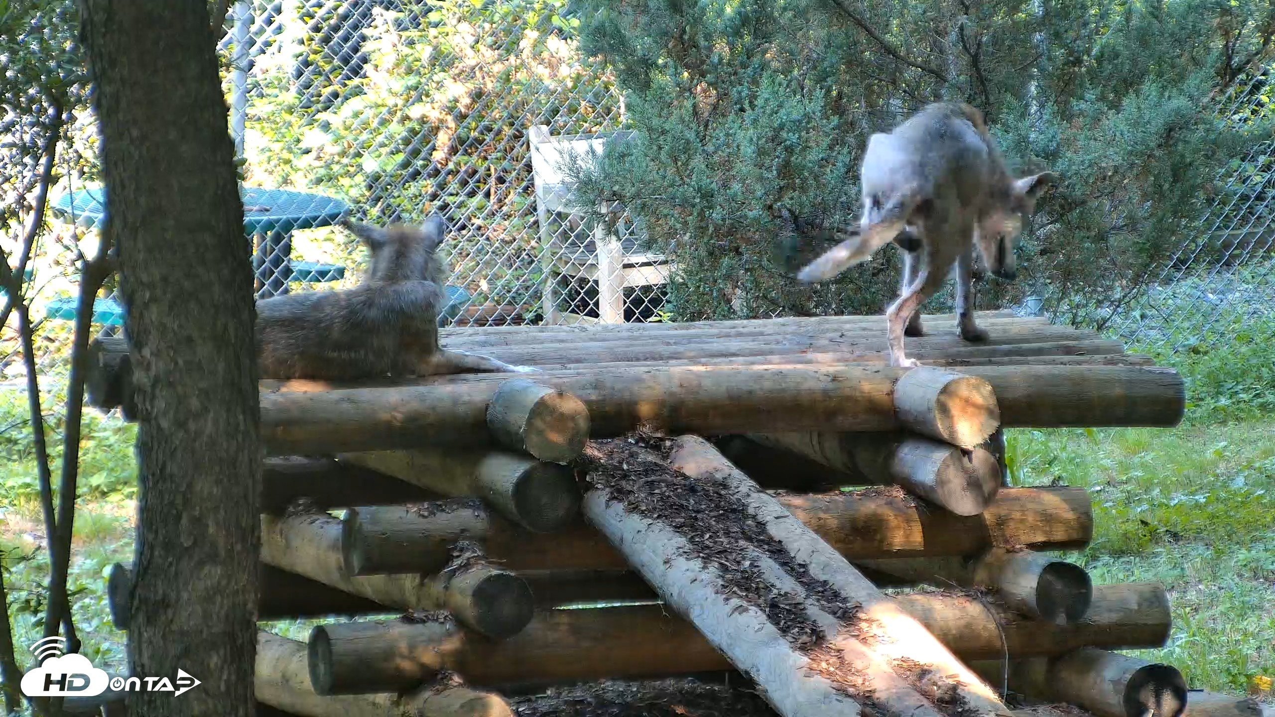 Snapshot of Red Wolves Live Webcam at the Wolf Conservation Center taken Aug 7, 2026, 10:25am EDT