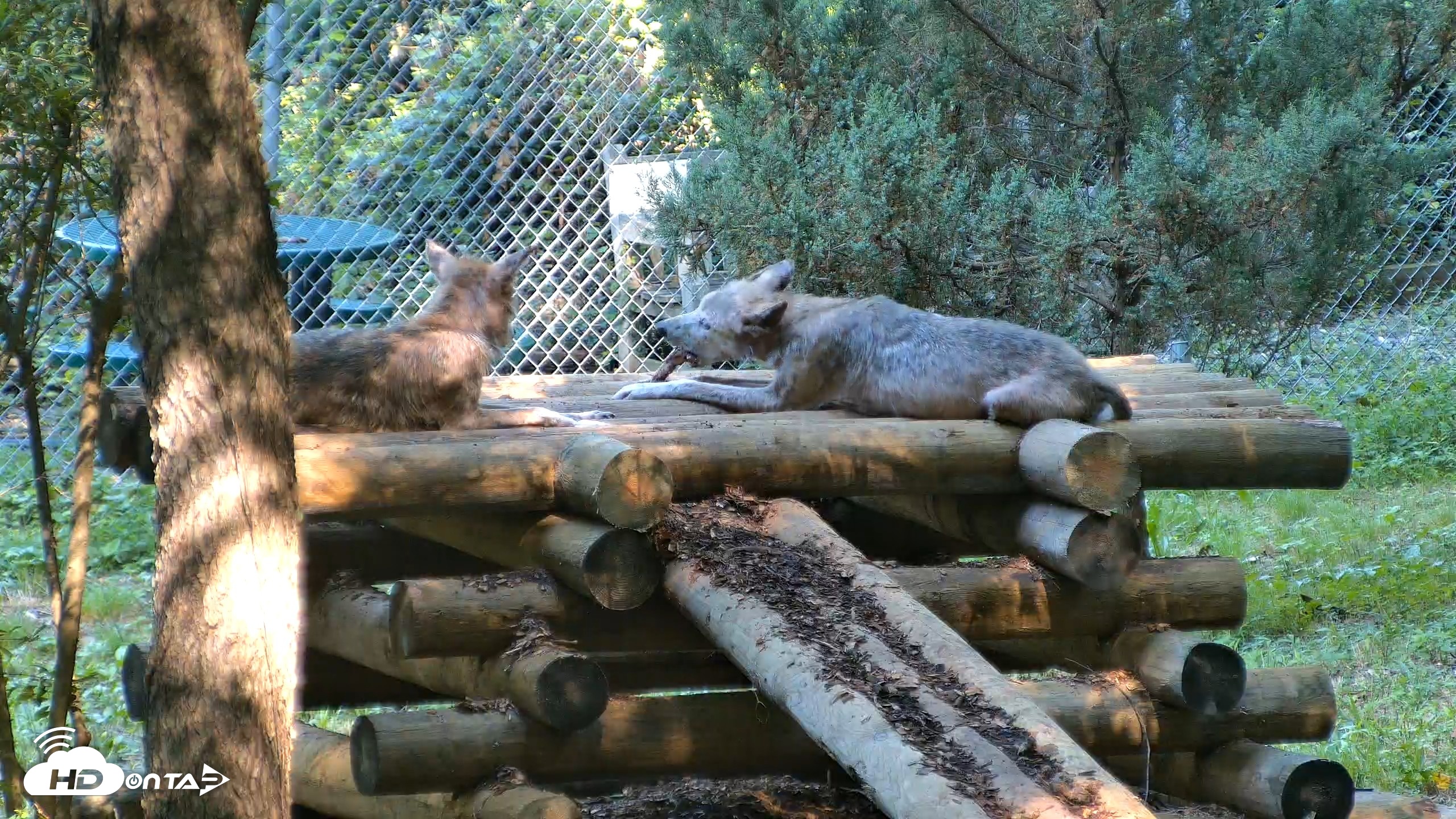 Snapshot of Red Wolves Live Webcam at the Wolf Conservation Center taken Aug 7, 2026, 10:03am EDT