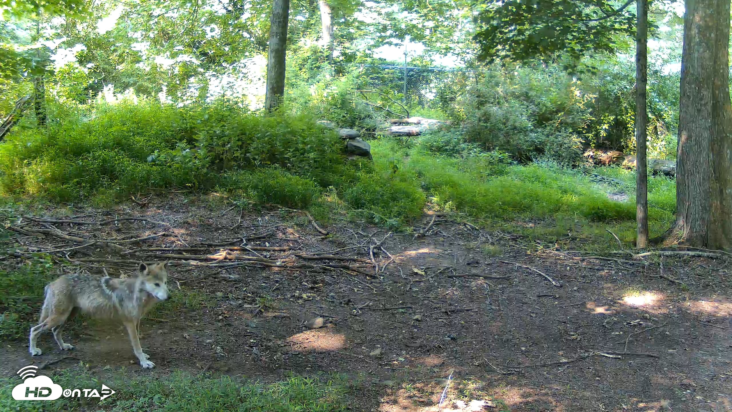 Snapshot of Red Wolves Live Webcam at the Wolf Conservation Center taken Jun 30, 2026, 10:15am EDT