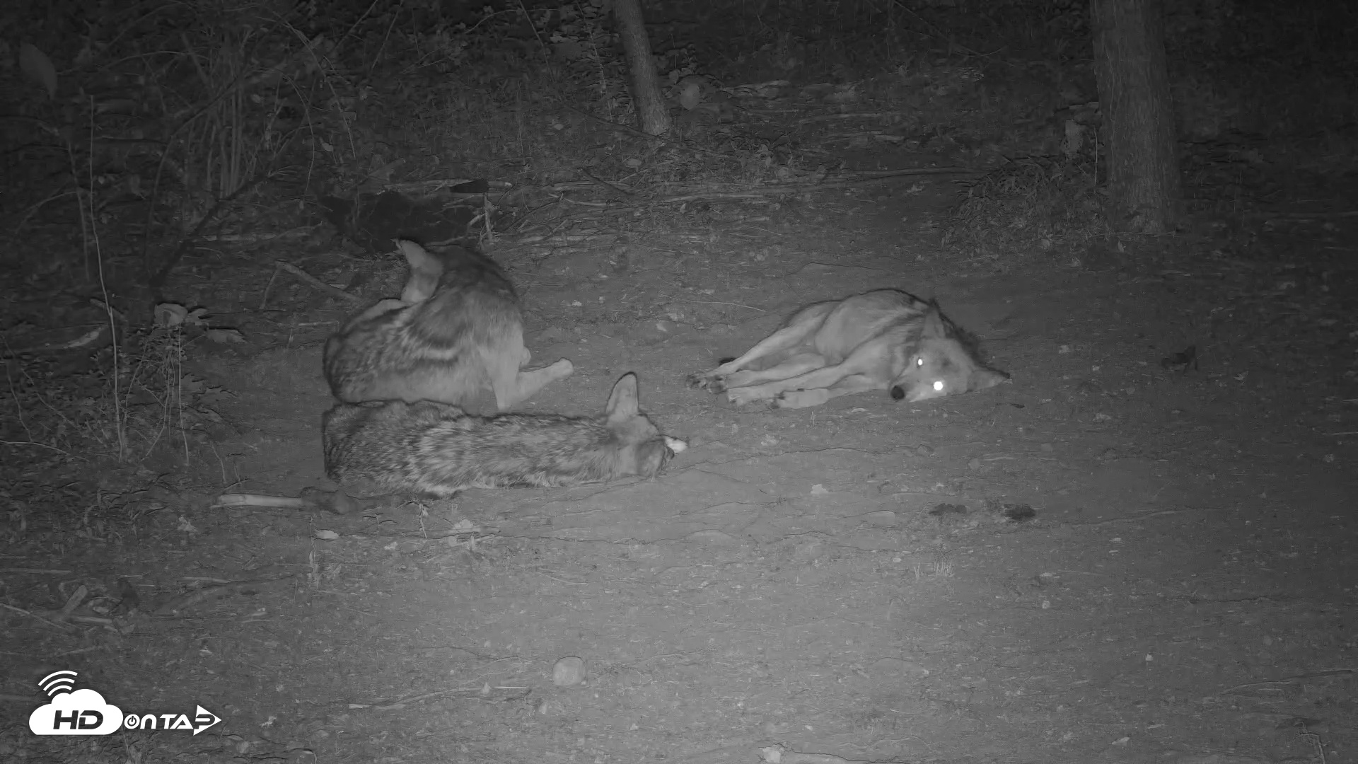 Snapshot of Red Wolves Live Webcam at the Wolf Conservation Center taken Jul 13, 2025, 11:09pm EDT