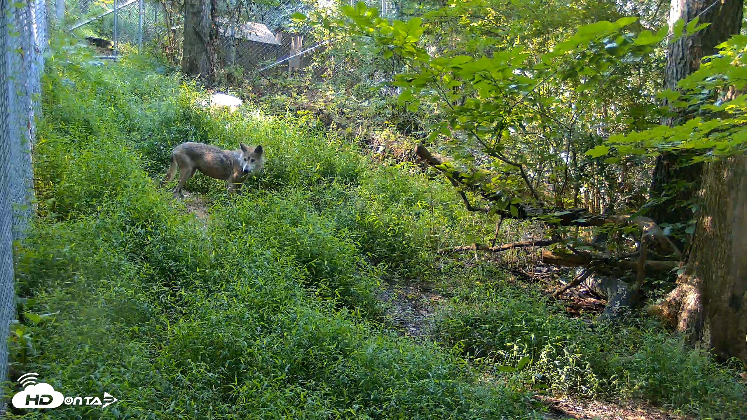 Snapshot of Red Wolves Live Webcam at the Wolf Conservation Center taken Aug 7, 2026, 9:22am EDT