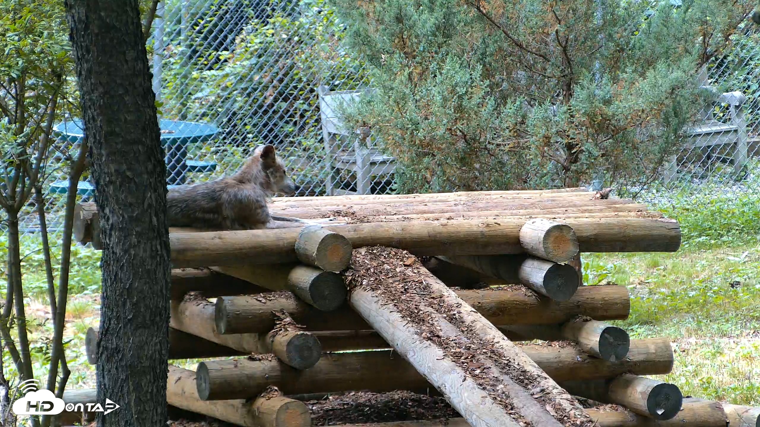 Snapshot of Red Wolves Live Webcam at the Wolf Conservation Center taken Aug 2, 2026, 2:07pm EDT