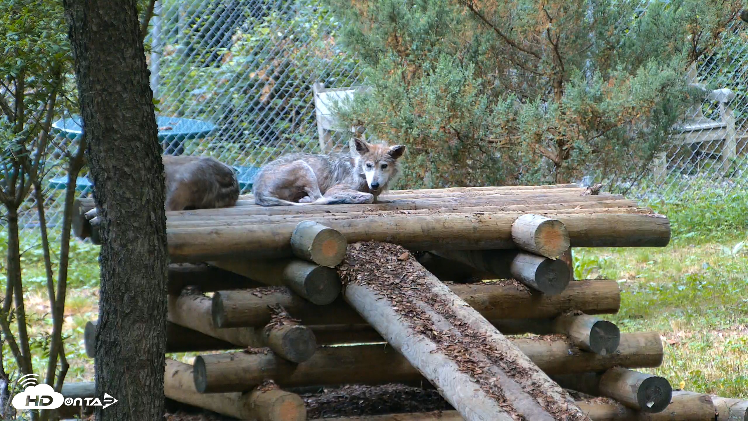 Snapshot of Red Wolves Live Webcam at the Wolf Conservation Center taken Aug 2, 2026, 7:58am EDT