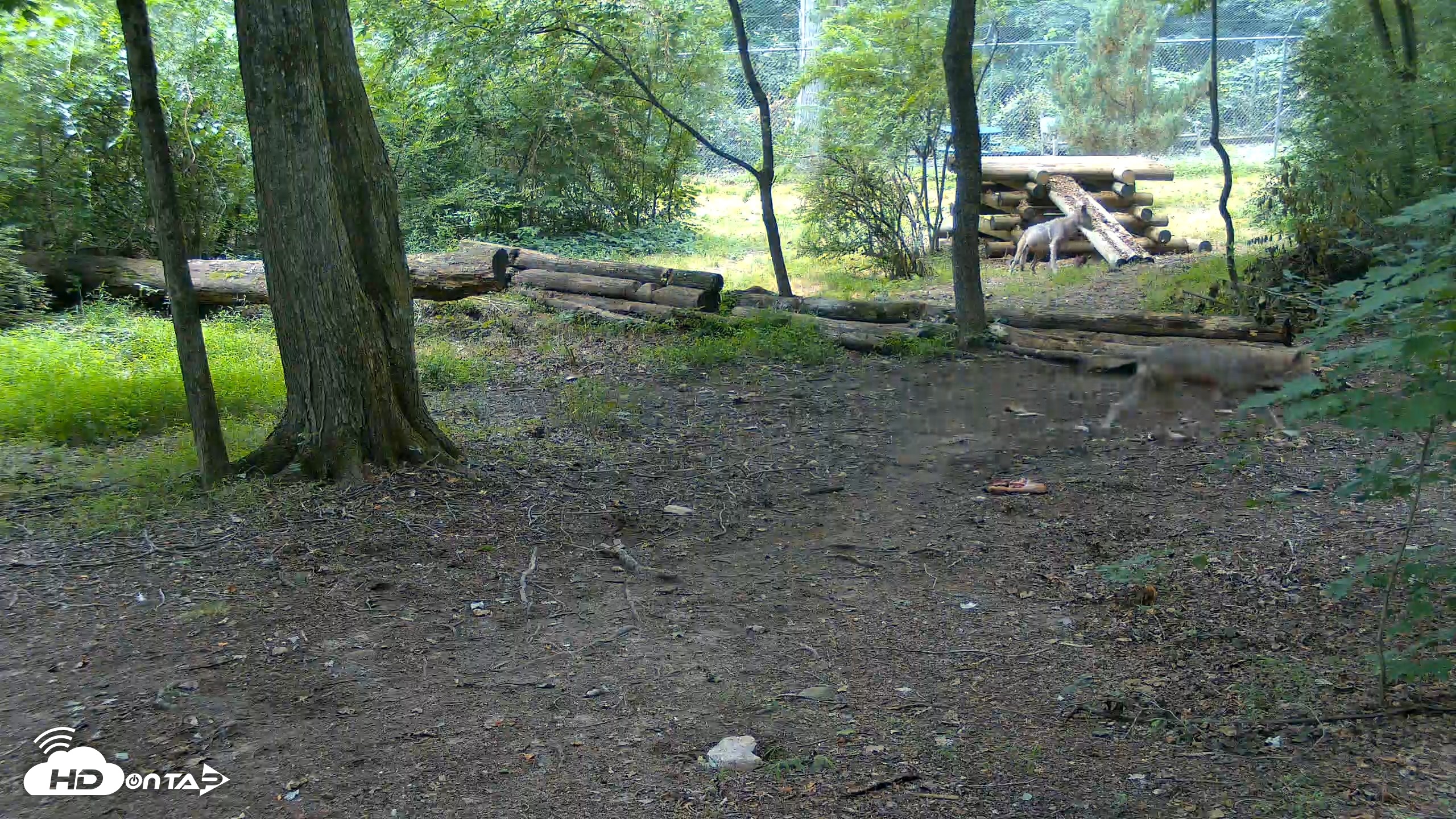 Snapshot of Red Wolves Live Webcam at the Wolf Conservation Center taken Jul 28, 2026, 9:43am EDT