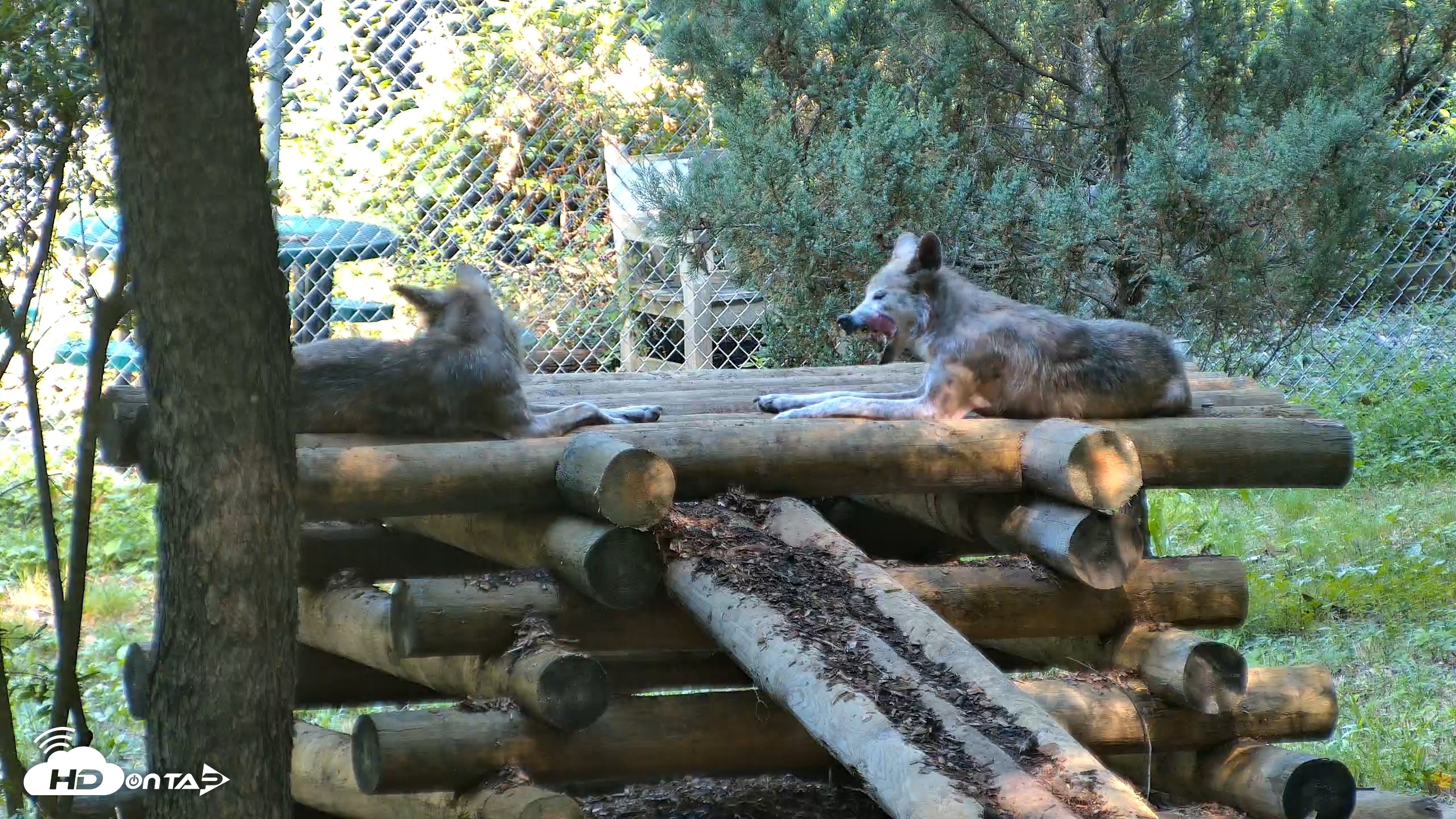 Snapshot of Red Wolves Live Webcam at the Wolf Conservation Center taken Aug 7, 2026, 10:27am EDT