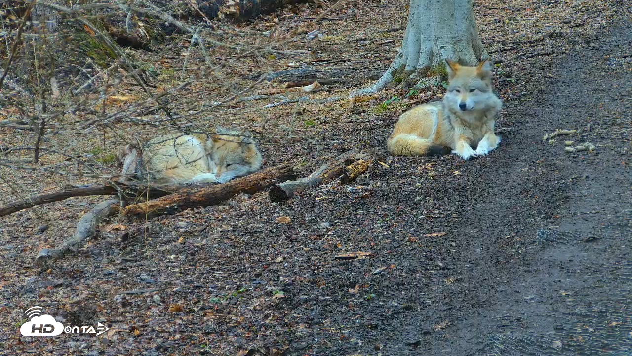 Snapshot of Wolf Center - Exhibit Red Wolves taken Apr 13, 2025, 8:09am EDT
