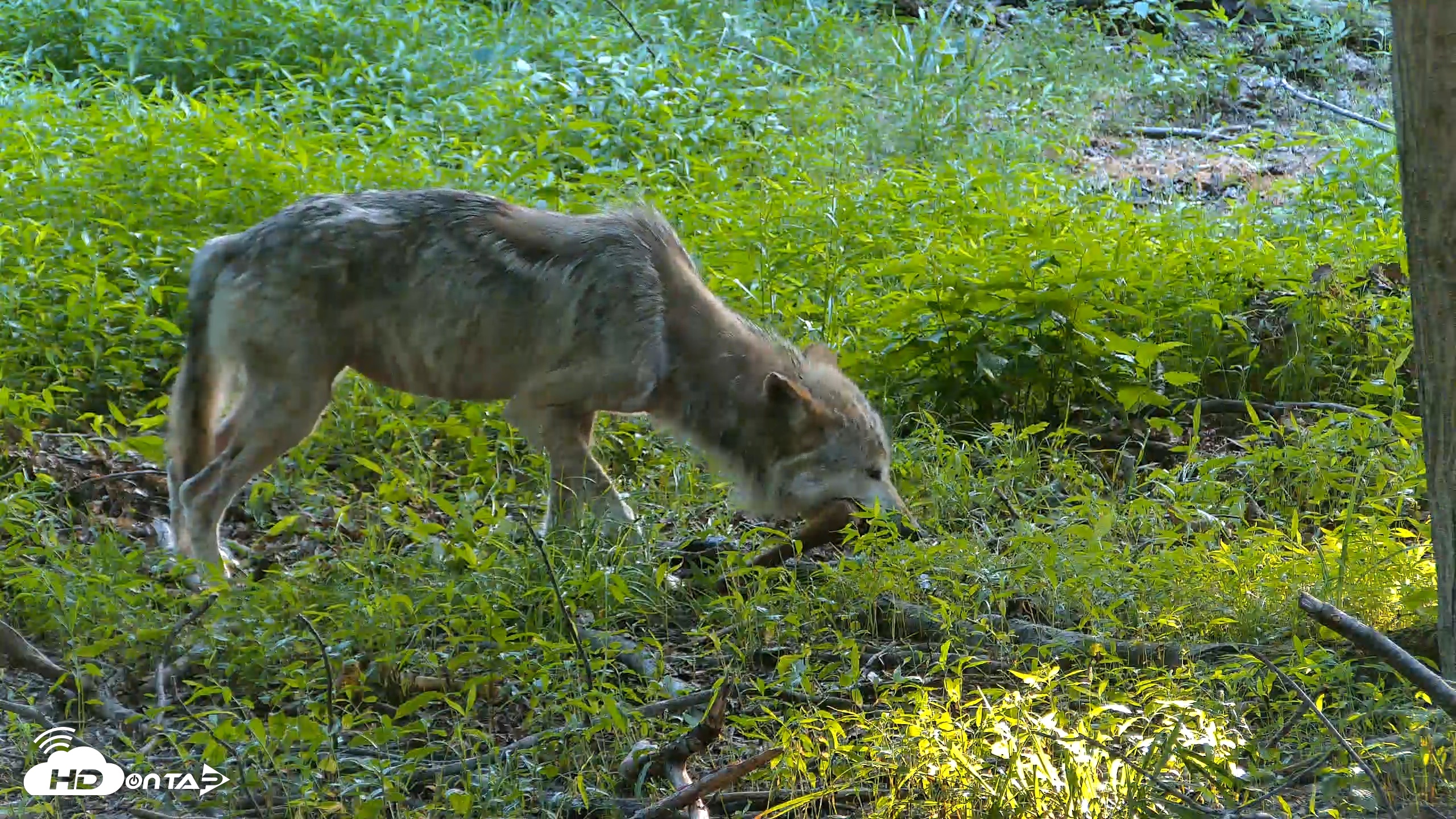 Snapshot of Red Wolves Live Webcam at the Wolf Conservation Center taken Jun 17, 2026, 7:20pm EDT