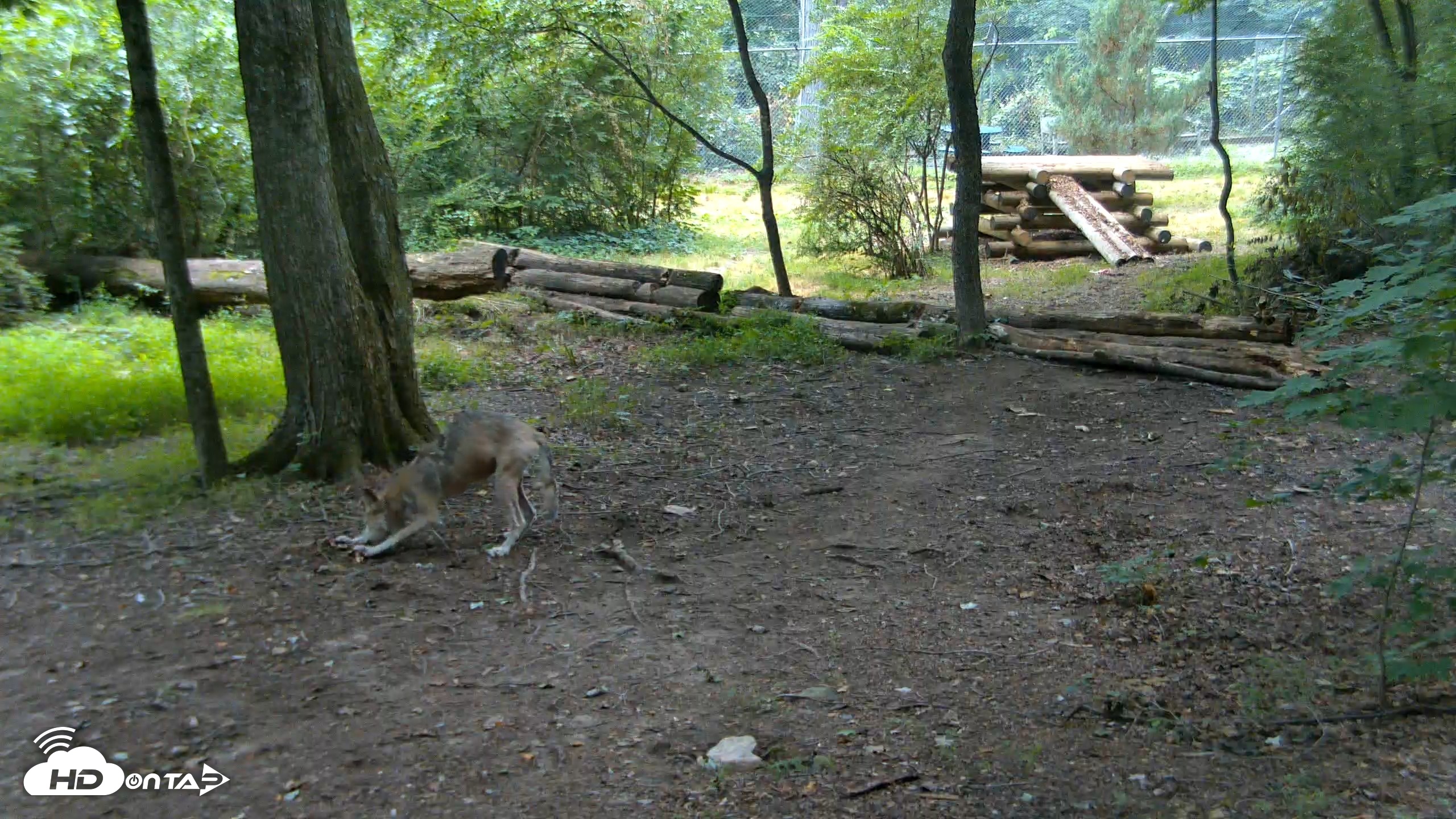 Snapshot of Red Wolves Live Webcam at the Wolf Conservation Center taken Jul 28, 2026, 9:39am EDT