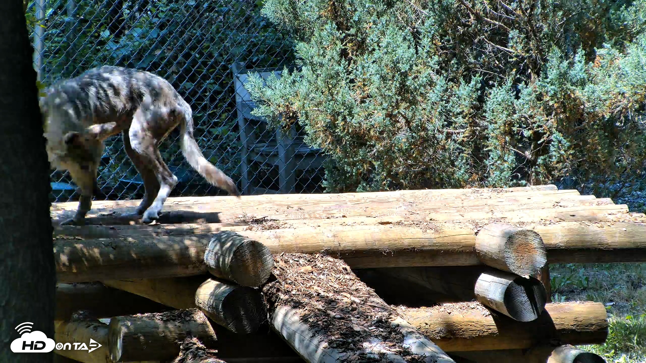 Snapshot of Red Wolves Live Webcam at the Wolf Conservation Center taken Jul 27, 2026, 12:45pm EDT