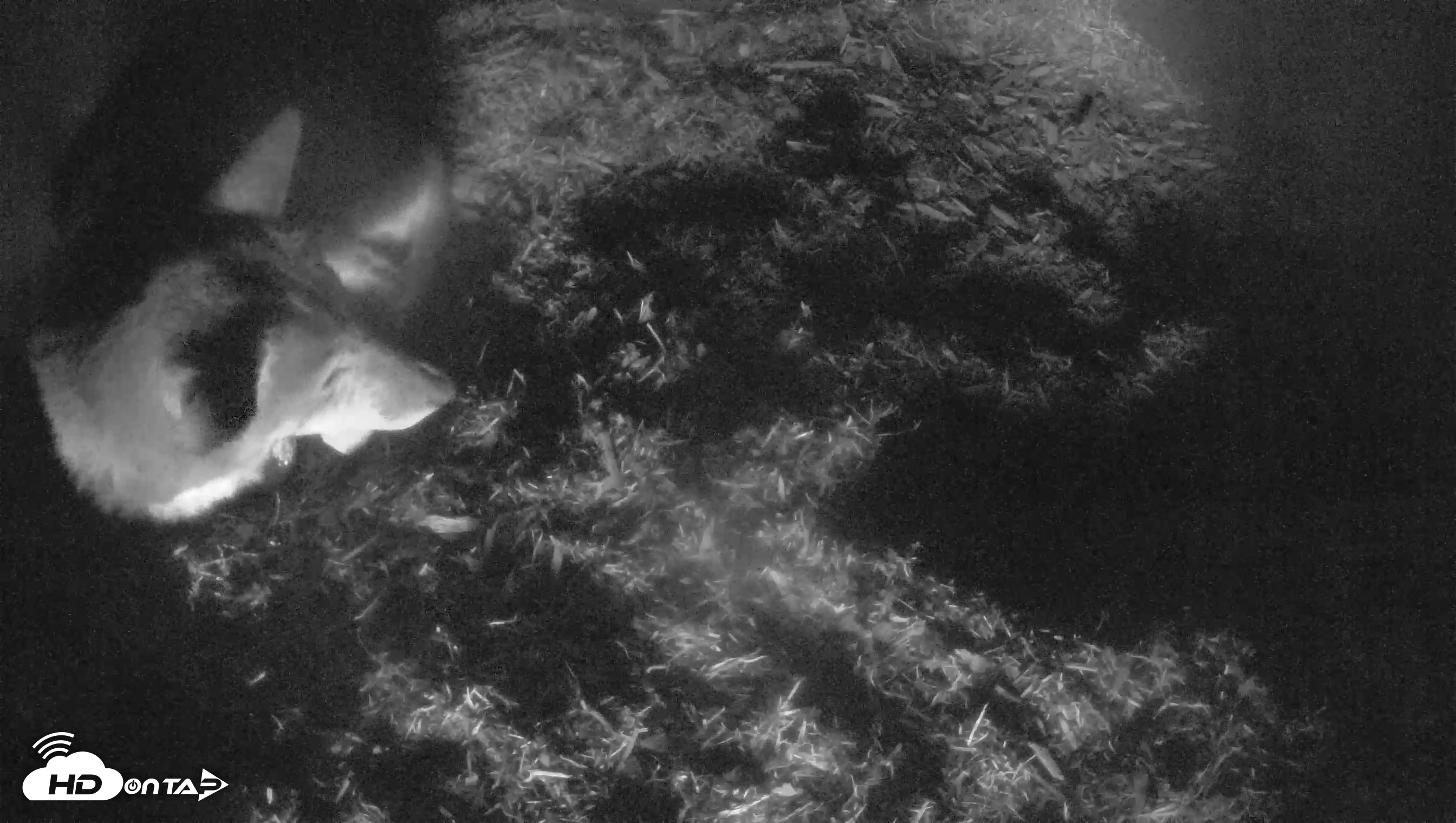 Snapshot of Red Wolves Live Webcam at the Wolf Conservation Center taken Oct 9, 2025, 4:49pm EDT