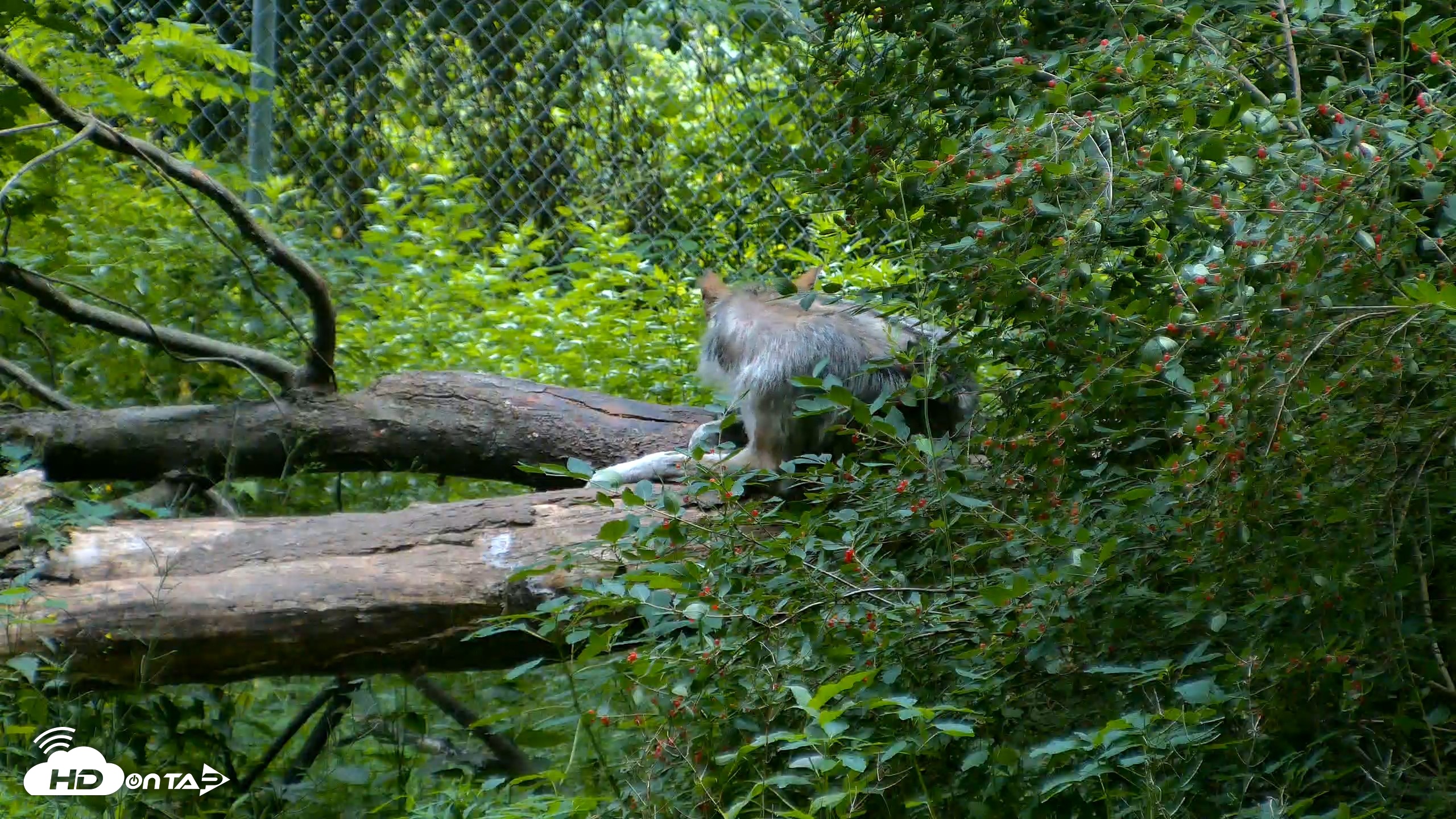 Snapshot of Red Wolves Live Webcam at the Wolf Conservation Center taken Jun 22, 2026, 11:36am EDT